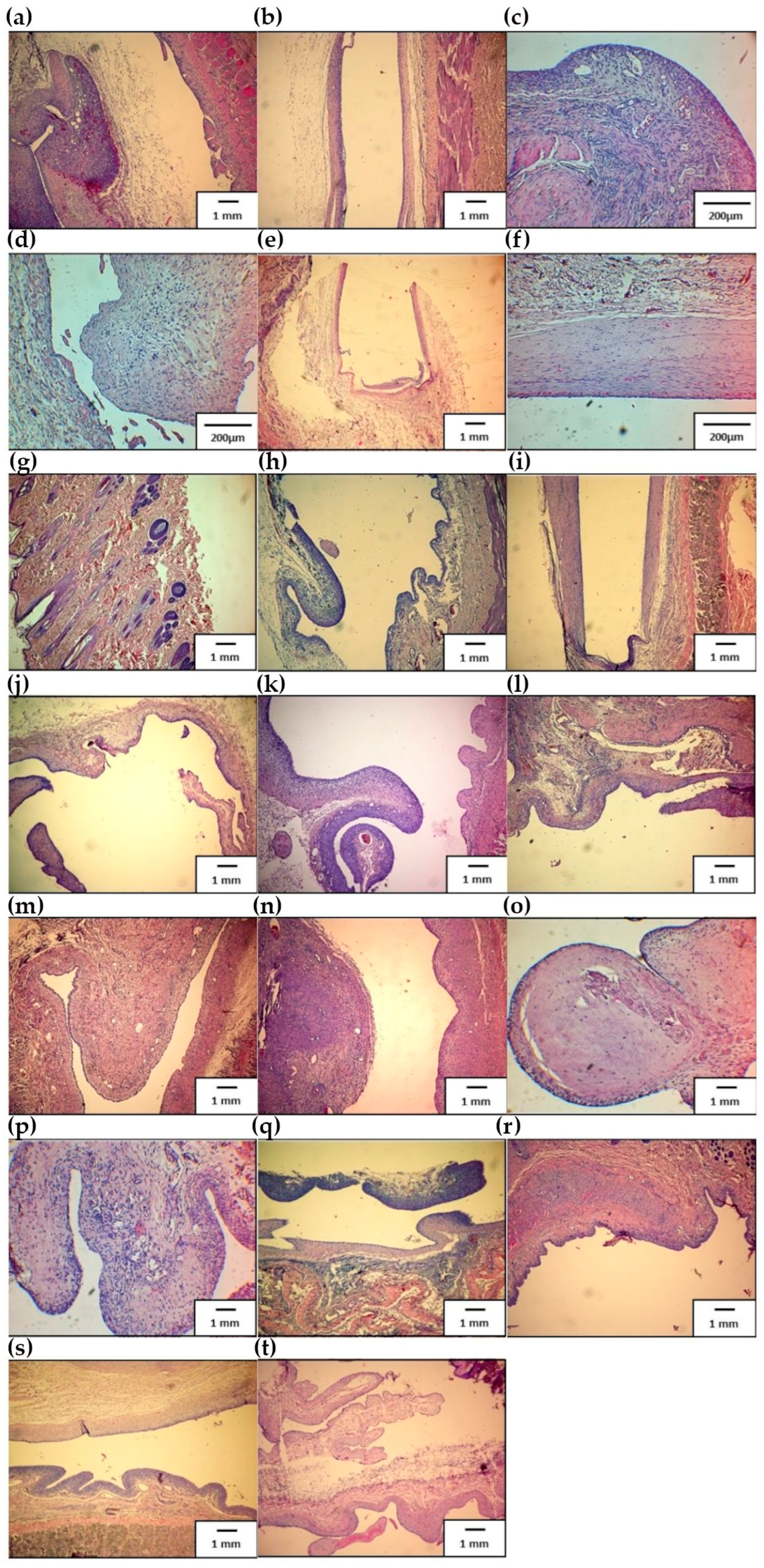 Applsci 14 00383 g006