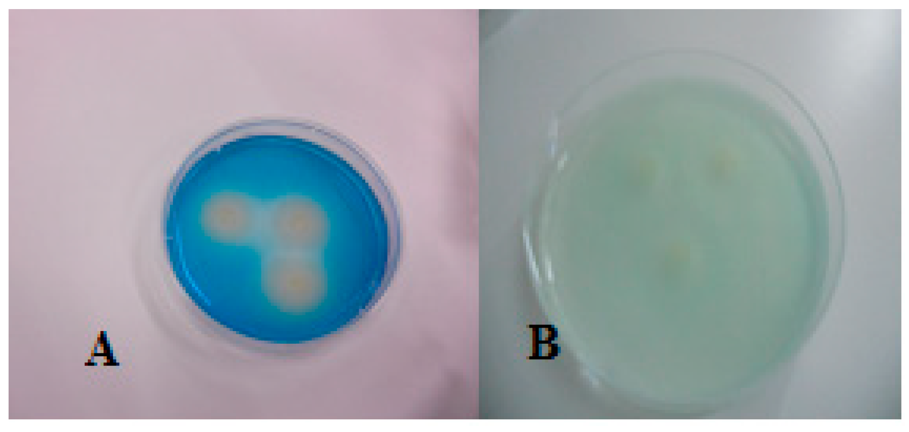 Applsci 14 00953 g004