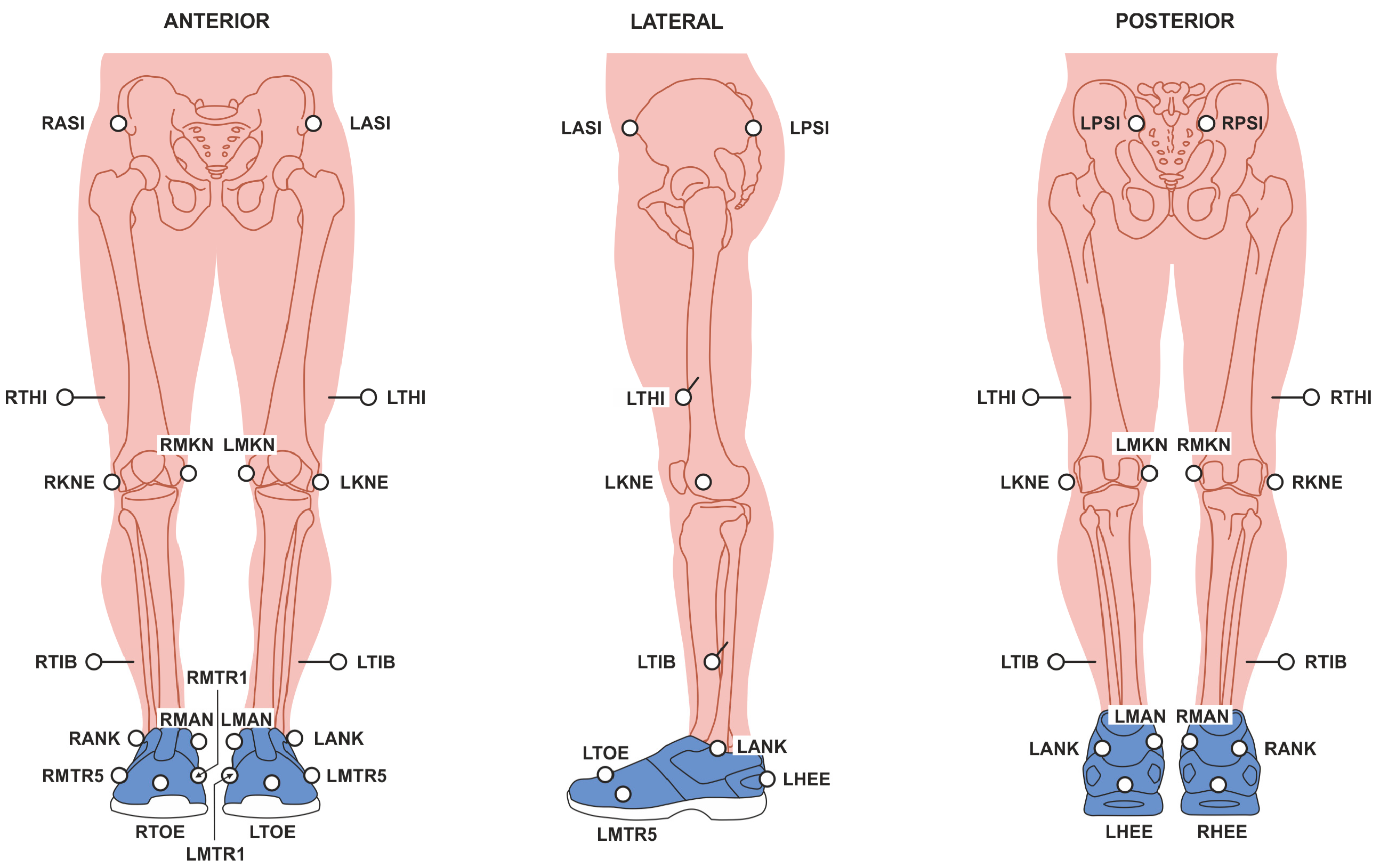 File:1123 Muscles of the Leg that Move the Foot and Toes a.png - Wikimedia  Commons