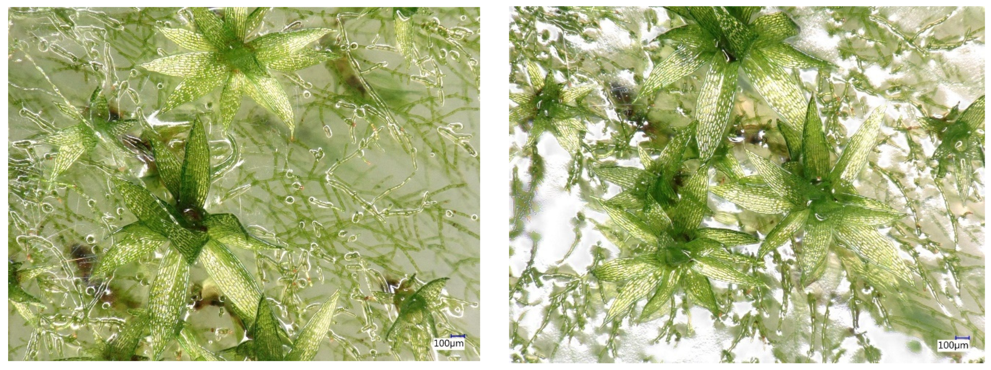 Applsci 14 01274 g002a