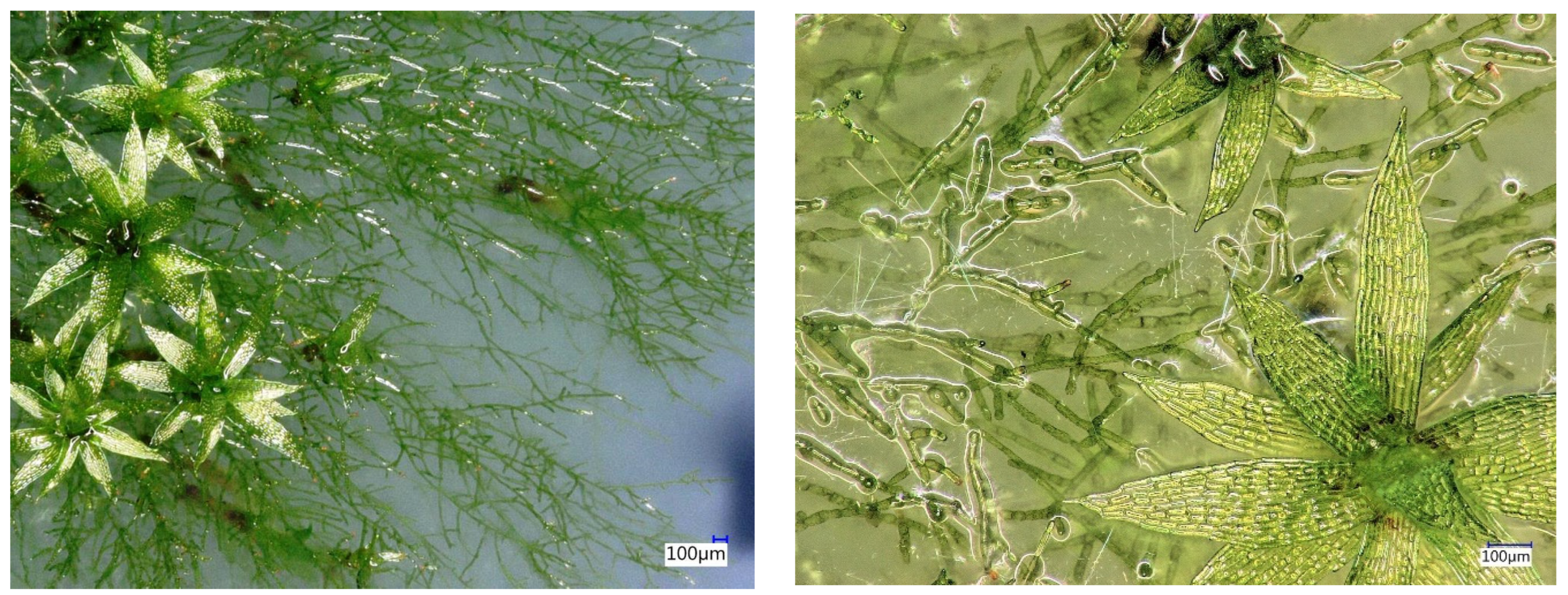 Applsci 14 01274 g002b