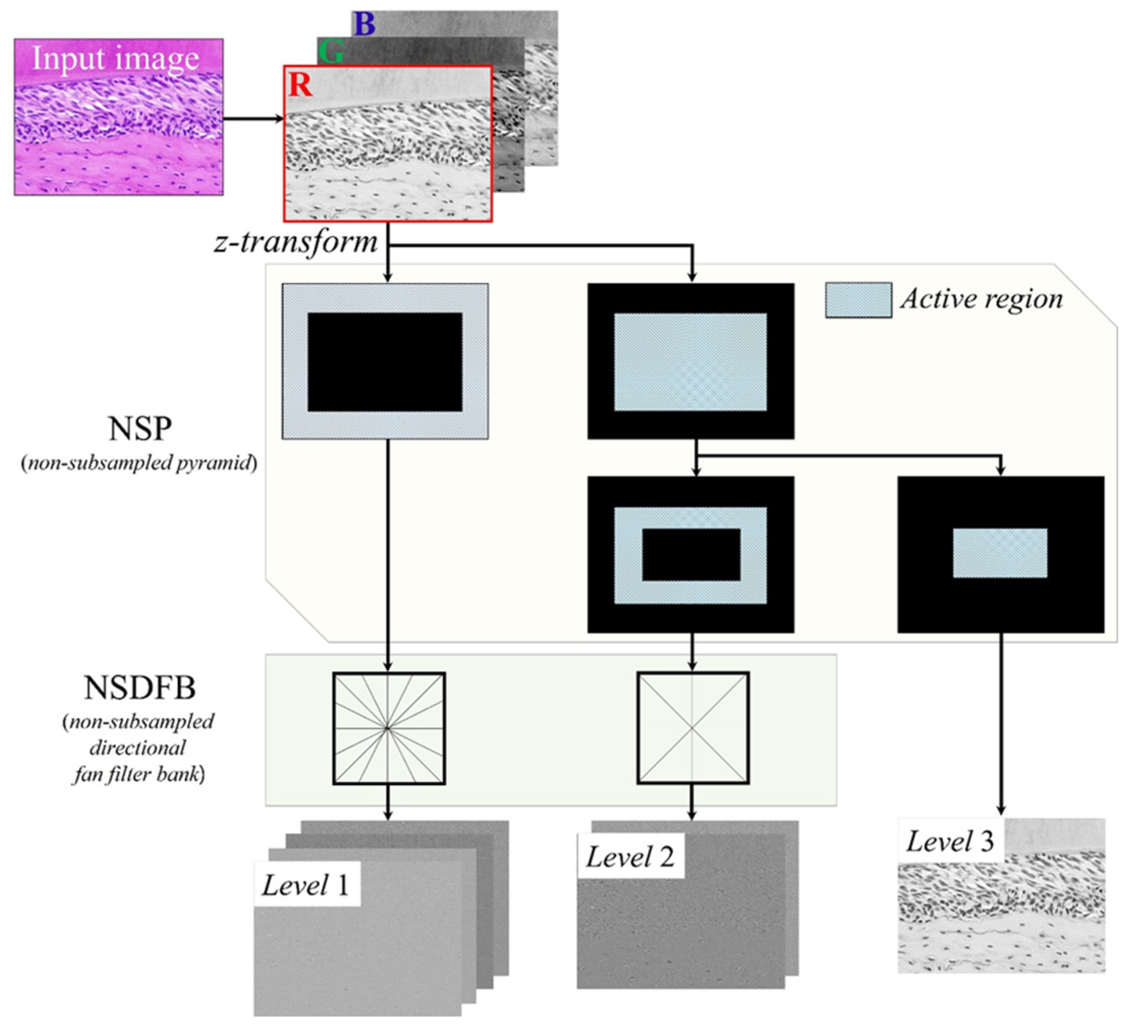 Applied Sciences | Free Full-Text | Performance Evaluation of L1-Norm-Based  Blind Deconvolution after Noise Reduction with Non-Subsampled Contourlet  Transform in Light Microscopy Images