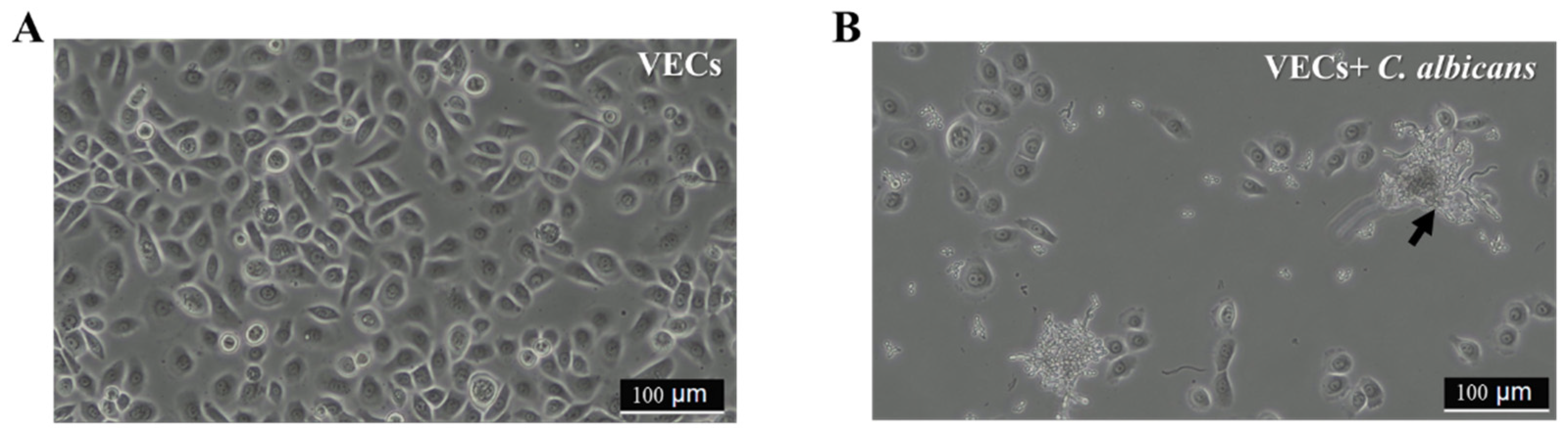 Applsci 14 02676 g001