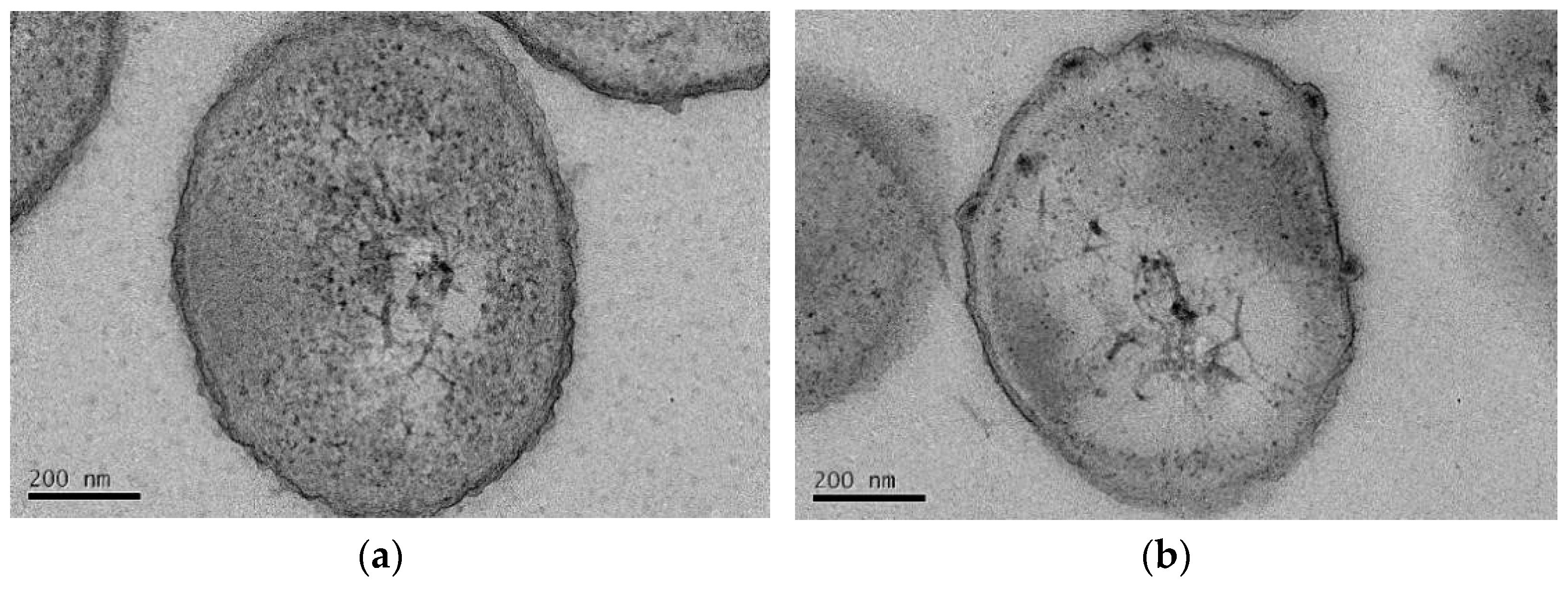 Applsci 14 02857 g005a Applsci 14 02857 g005a