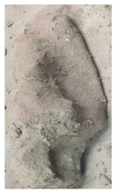 Applsci 14 05389 i005