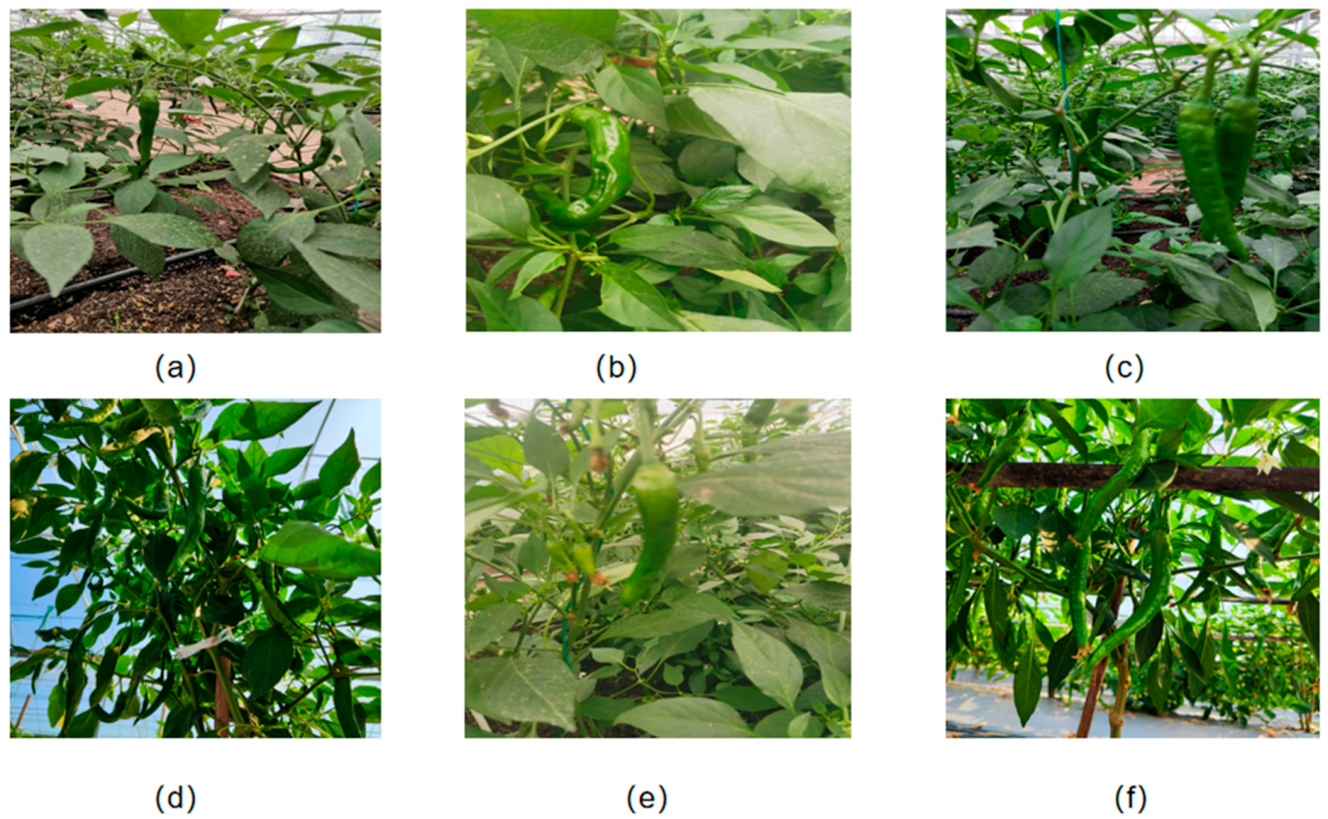 Applsci 14 05524 g001