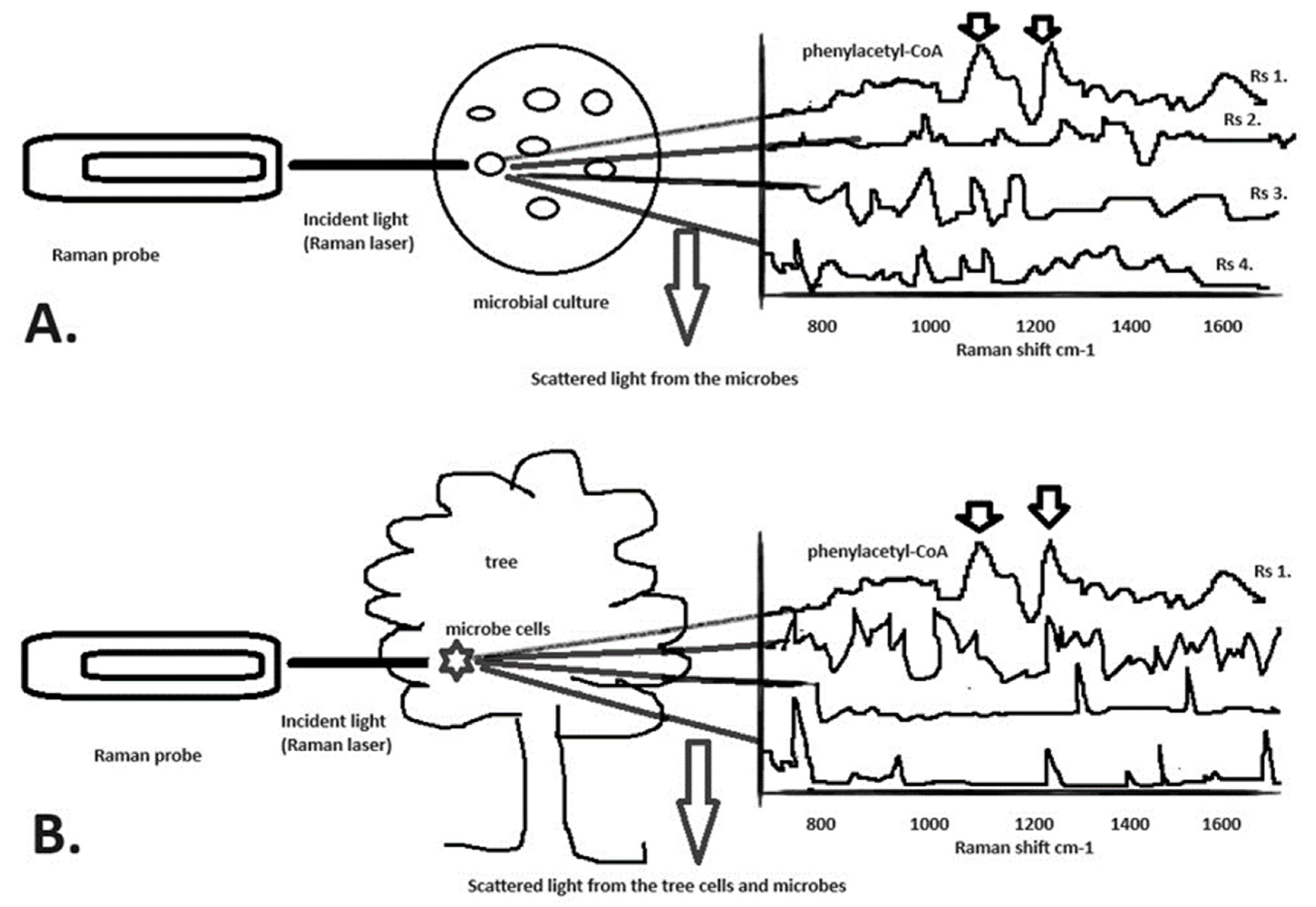 Applsci 14 05926 g004