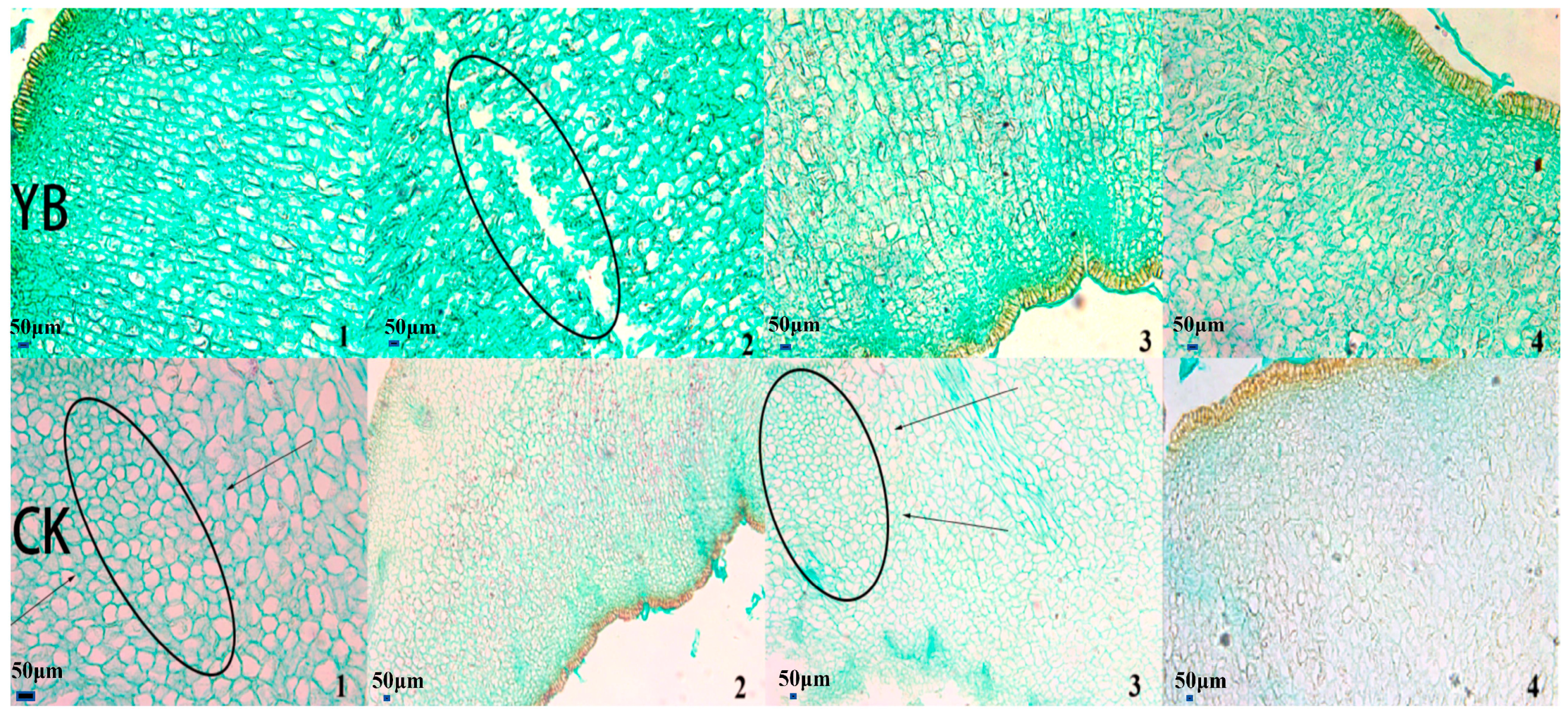 Applsci 14 06589 g005
