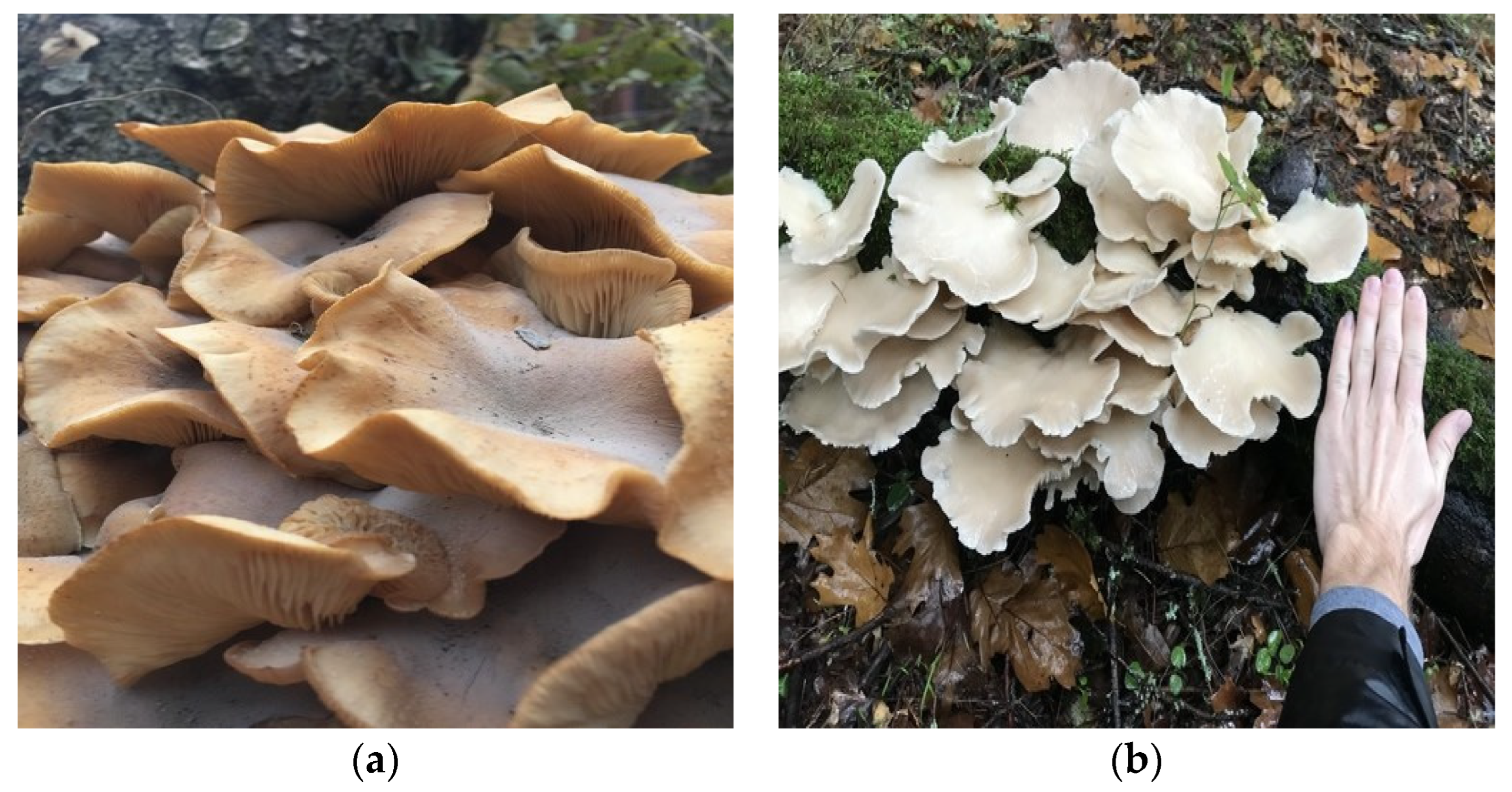 Applsci 14 06794 g005