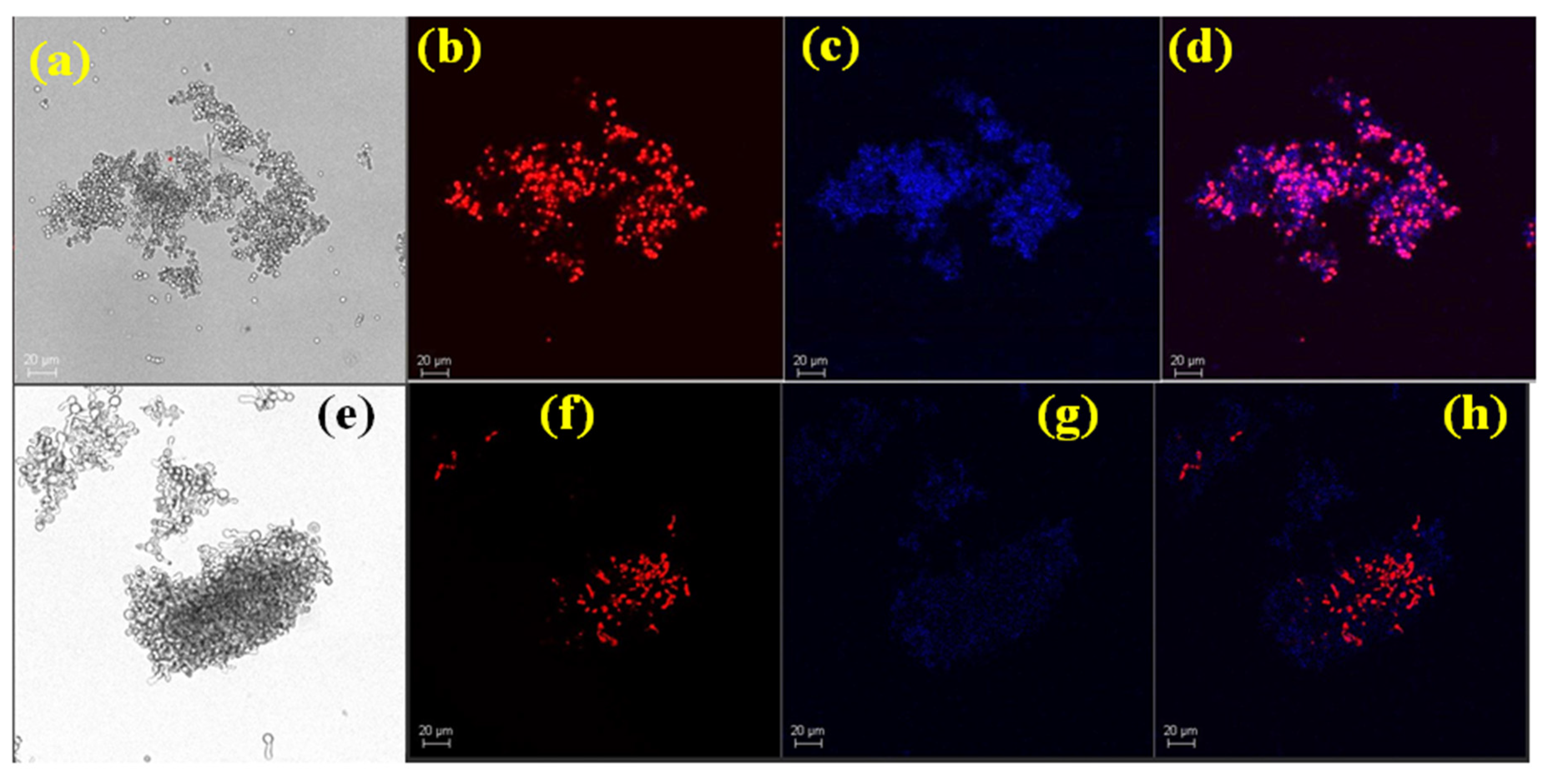 Applsci 14 06926 g005