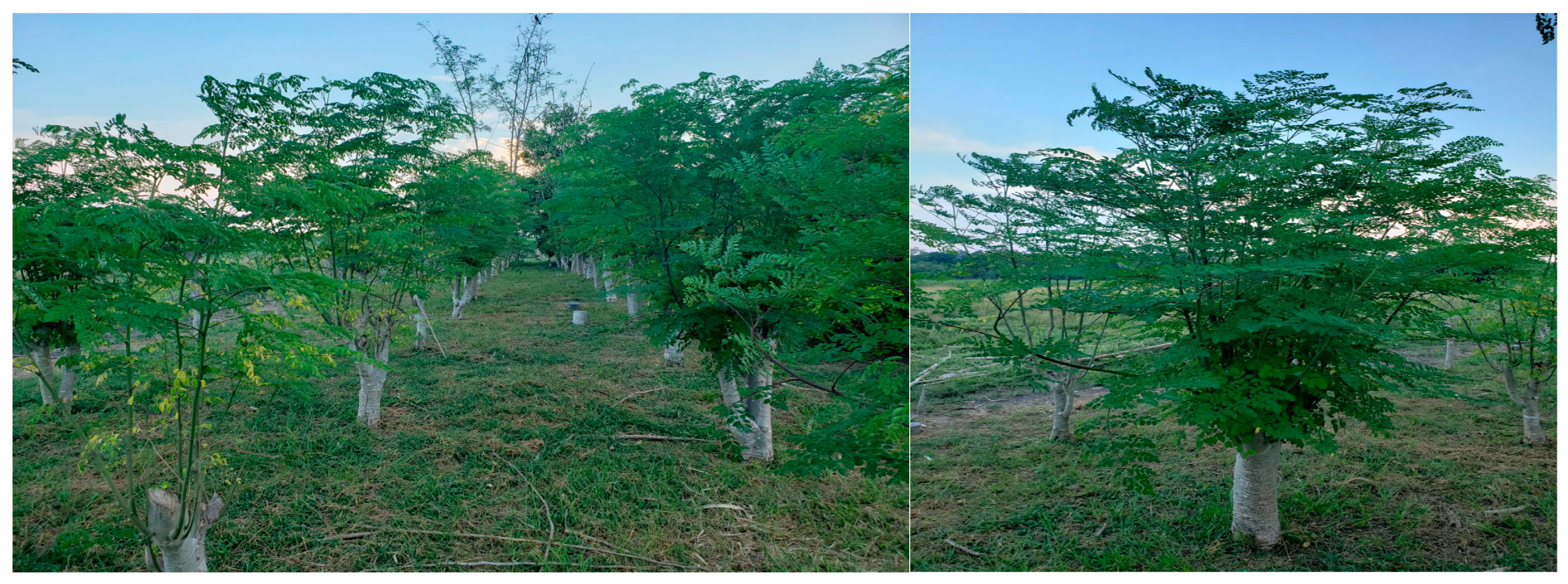 Applsci 14 07225 g001a