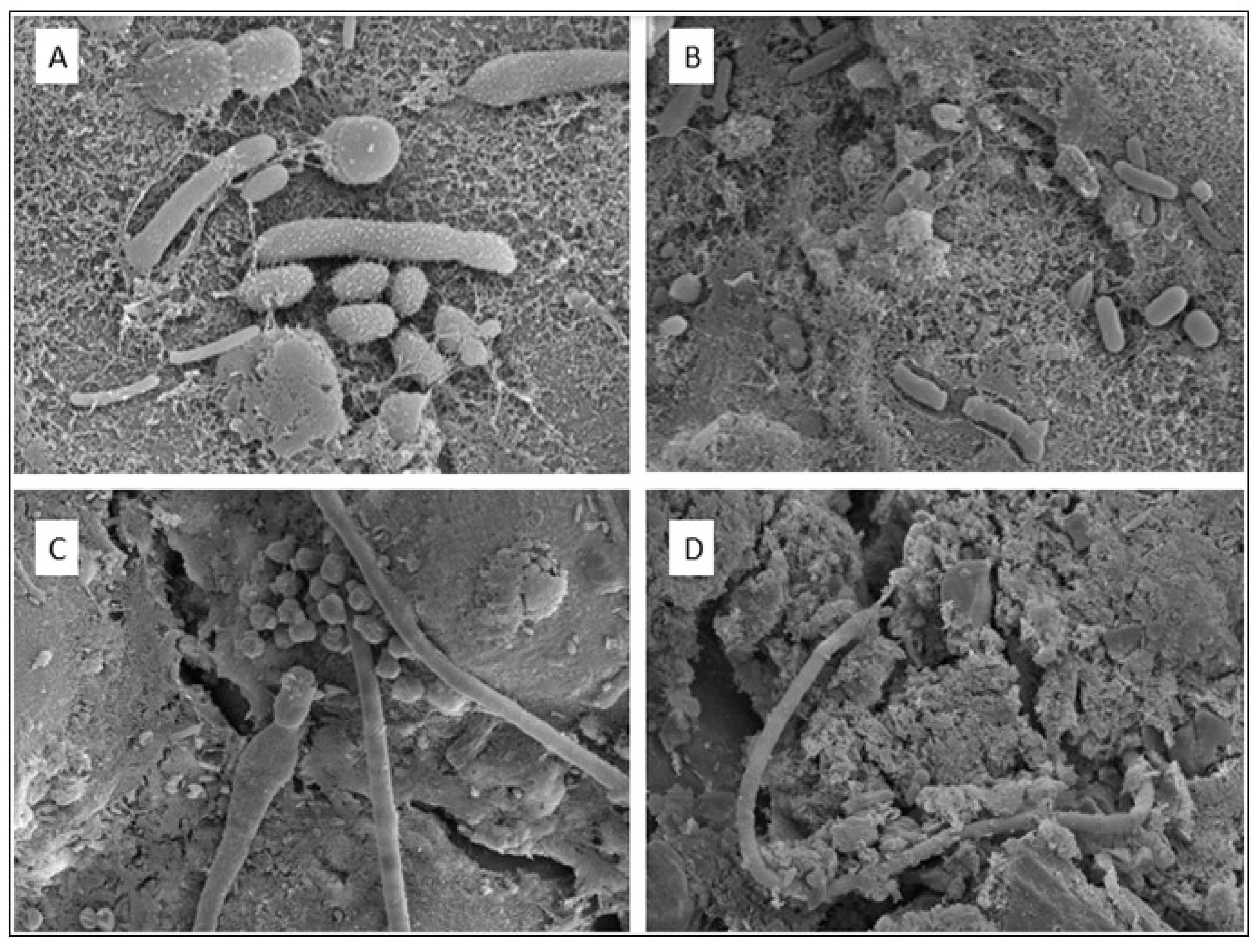 Applsci 14 07441 g008 Applsci 14 07441 g008