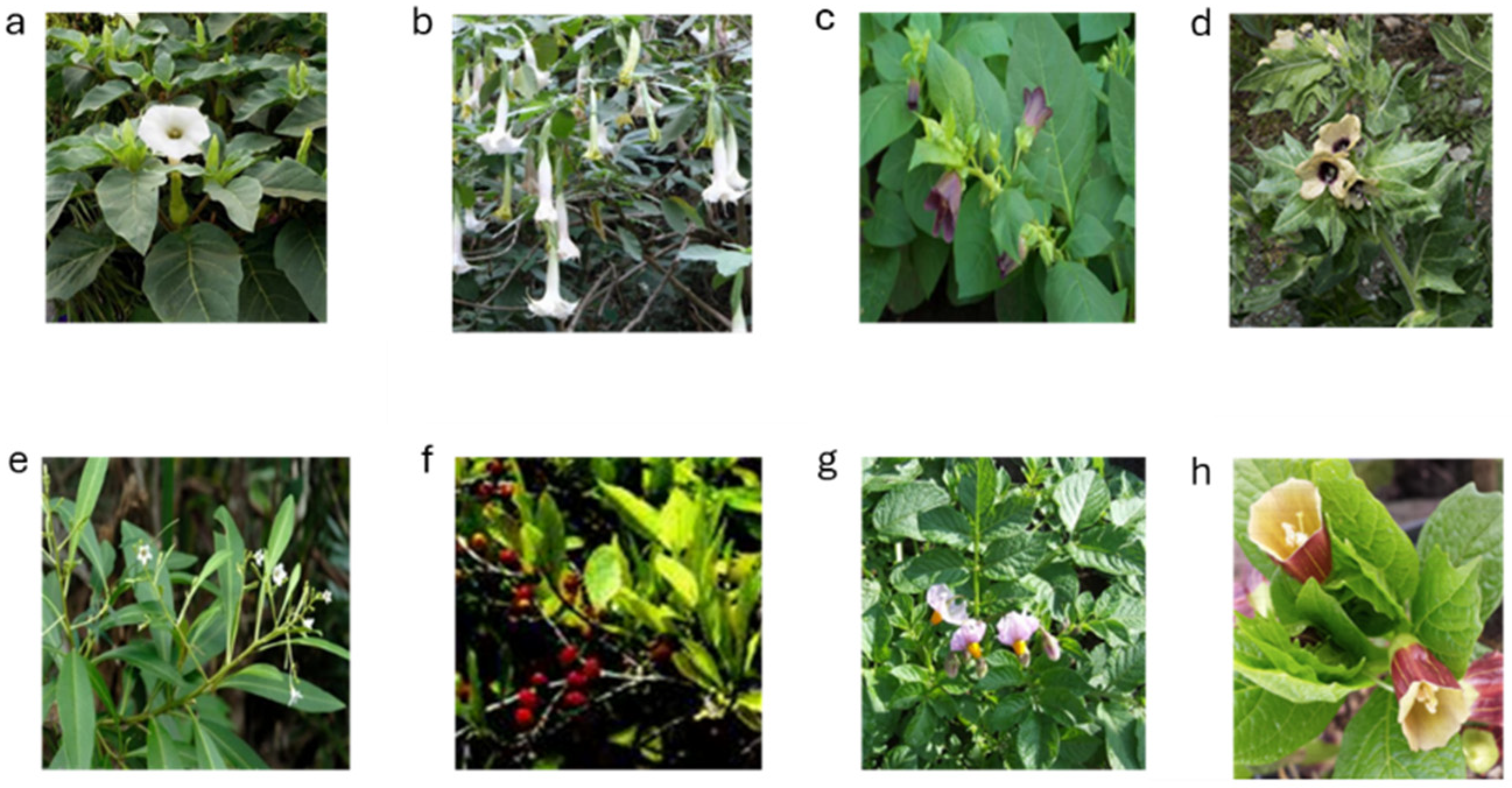 Applsci 14 08058 g001