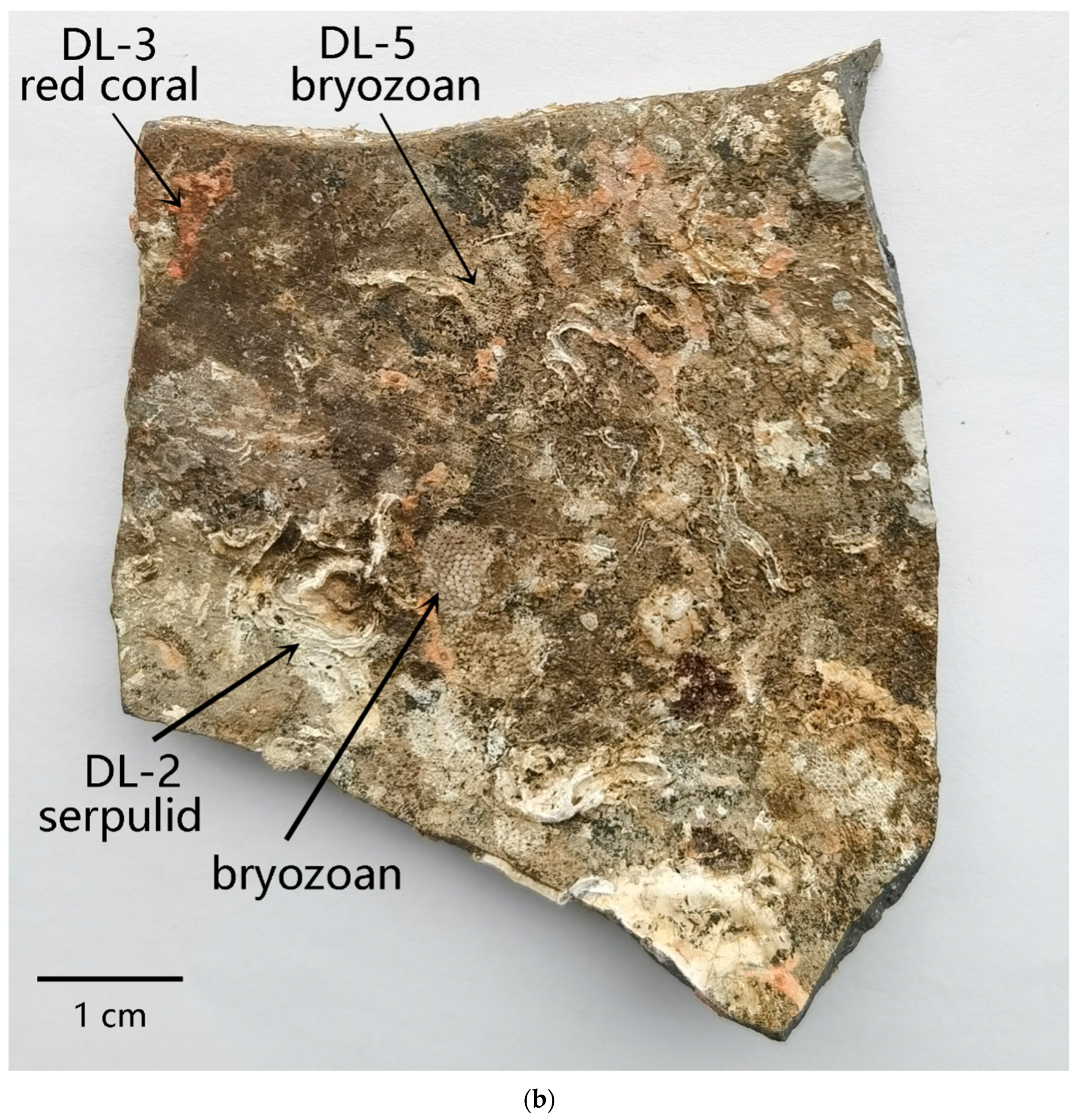 Applsci 14 08596 g001b