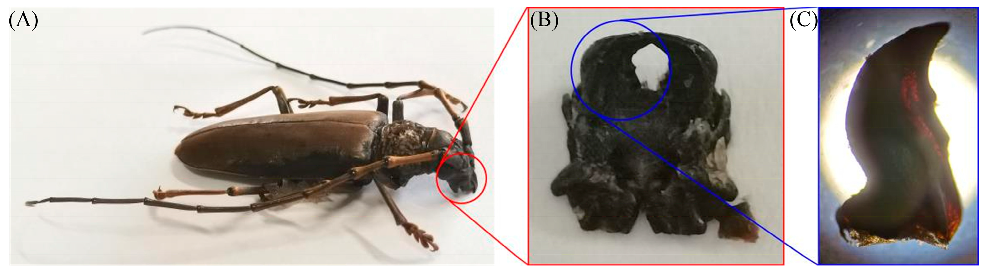 Applsci 14 09763 g001