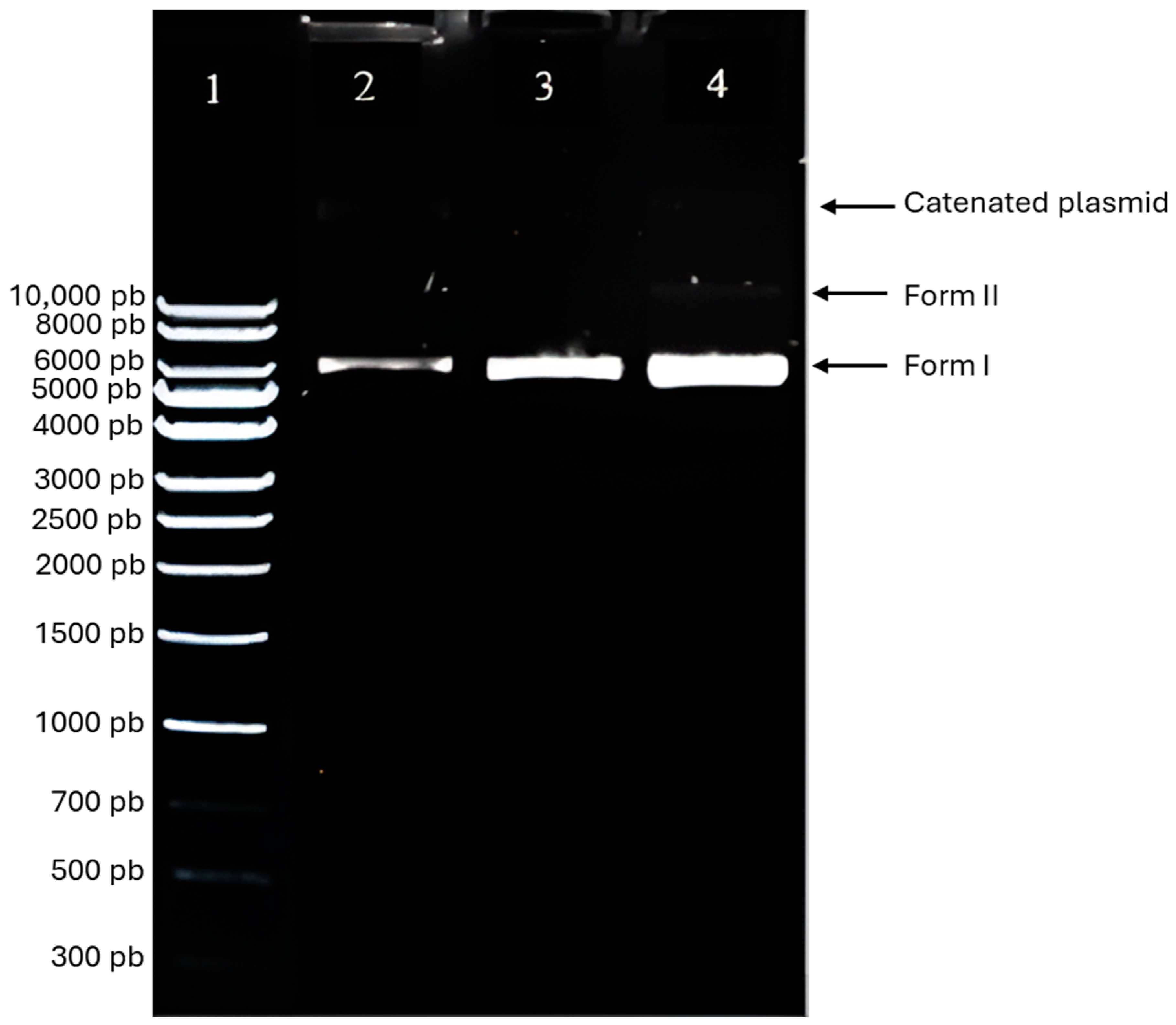 Applsci 14 10892 g006