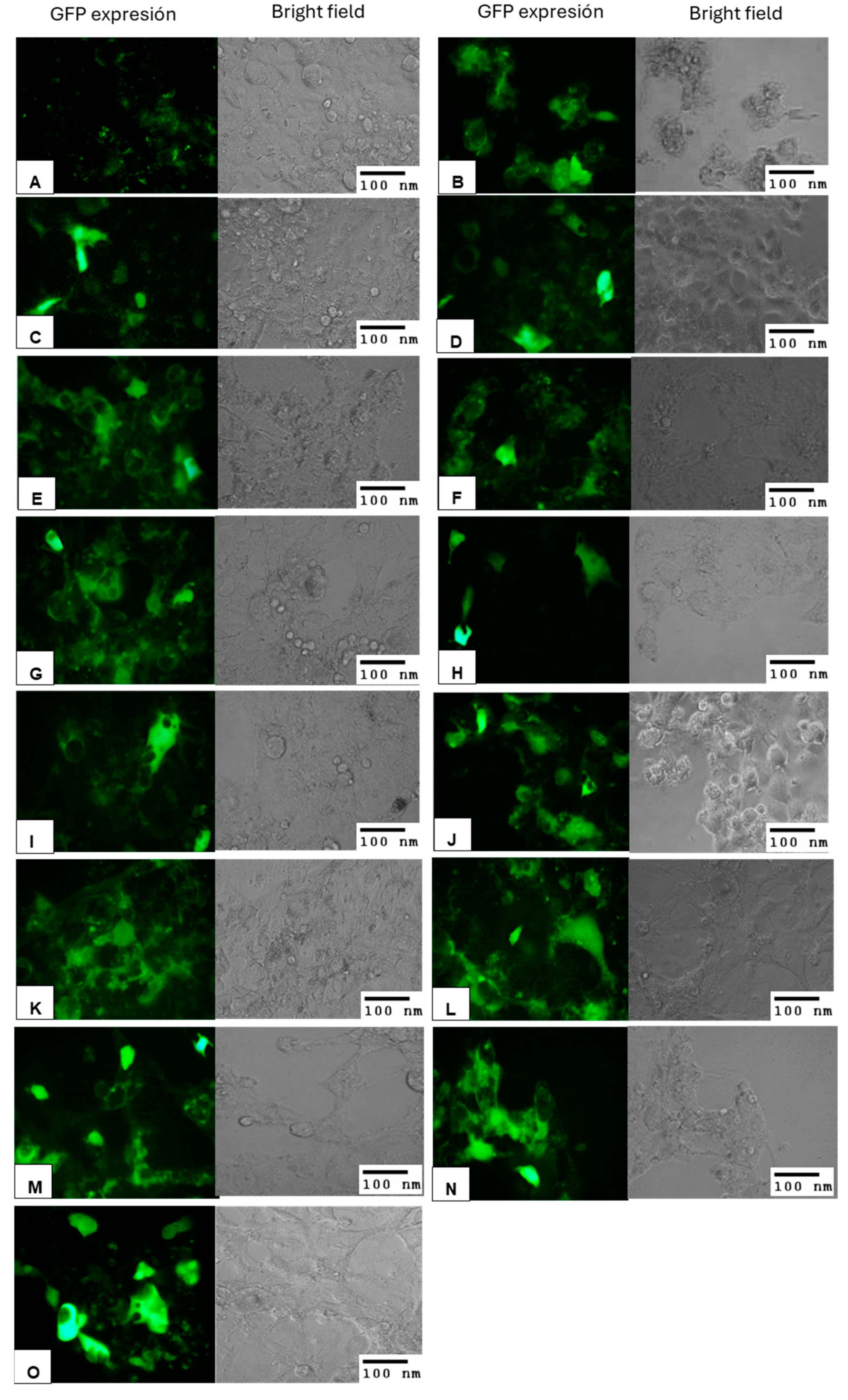 Applsci 14 10892 g010