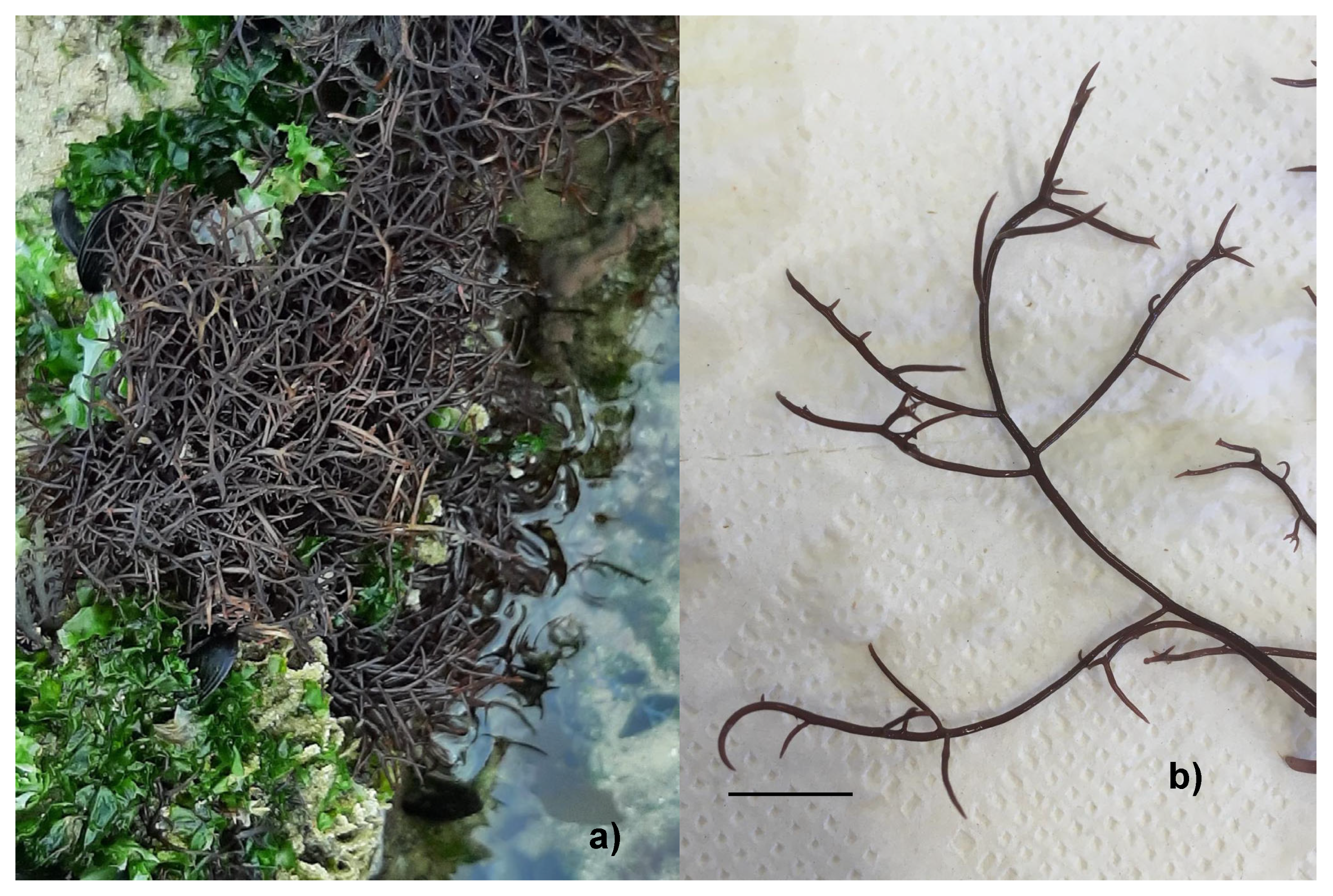 Applsci 15 00810 g001