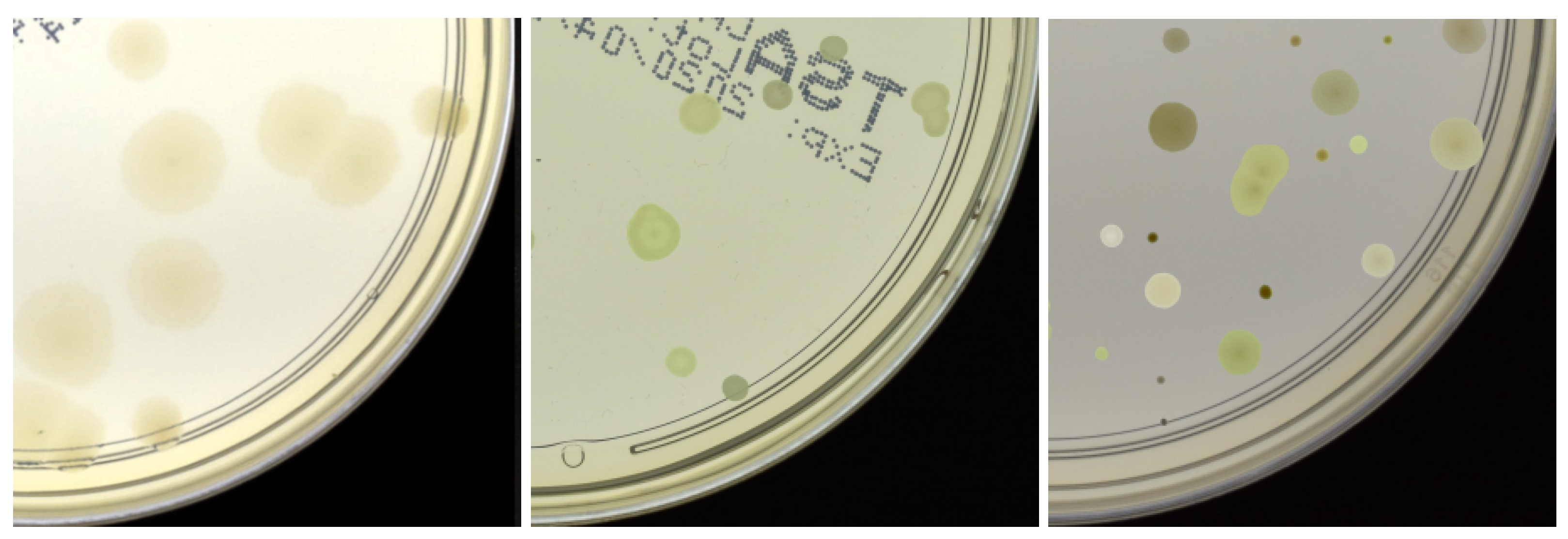 Applsci 15 01260 g003