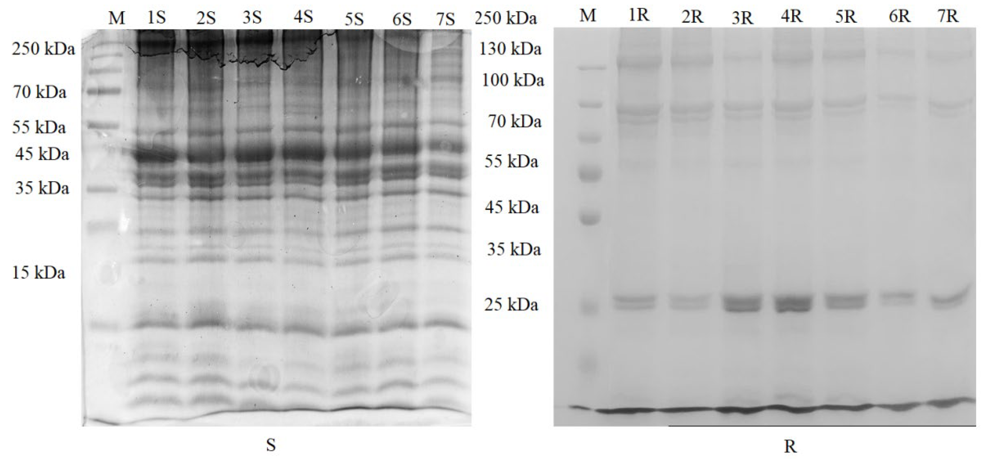 Applsci 15 04727 g004