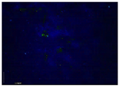 Applsci 15 05355 i027 Applsci 15 05355 i027