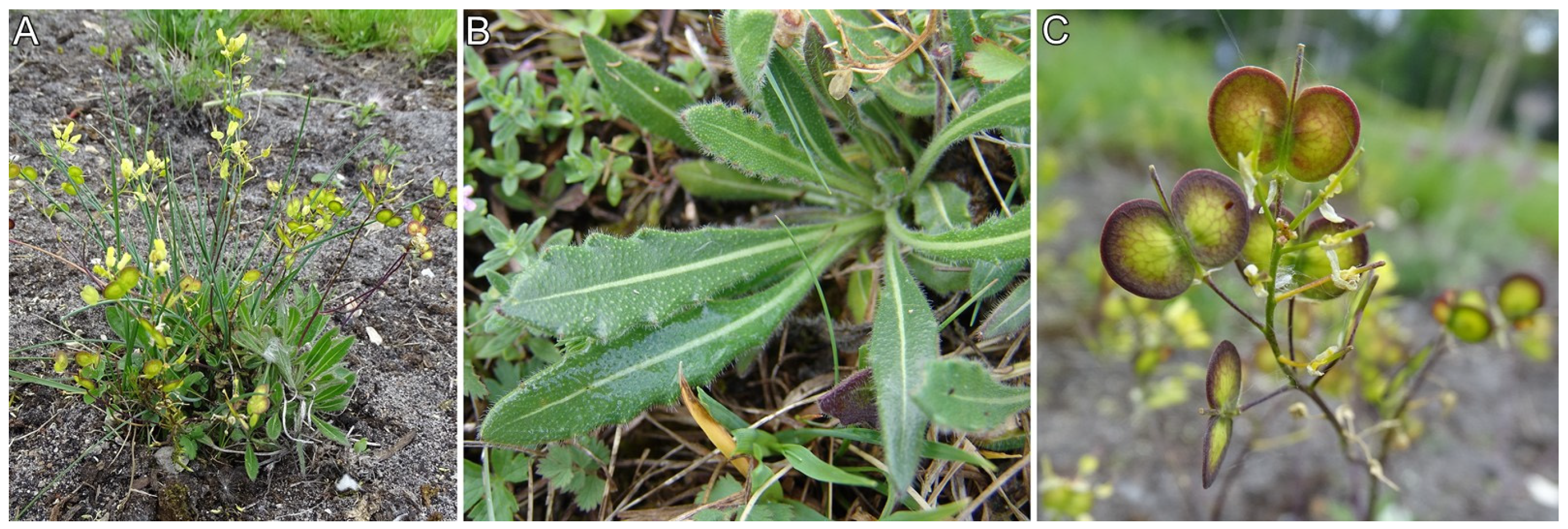 Applsci 15 10462 g001 Applsci 15 10462 g001