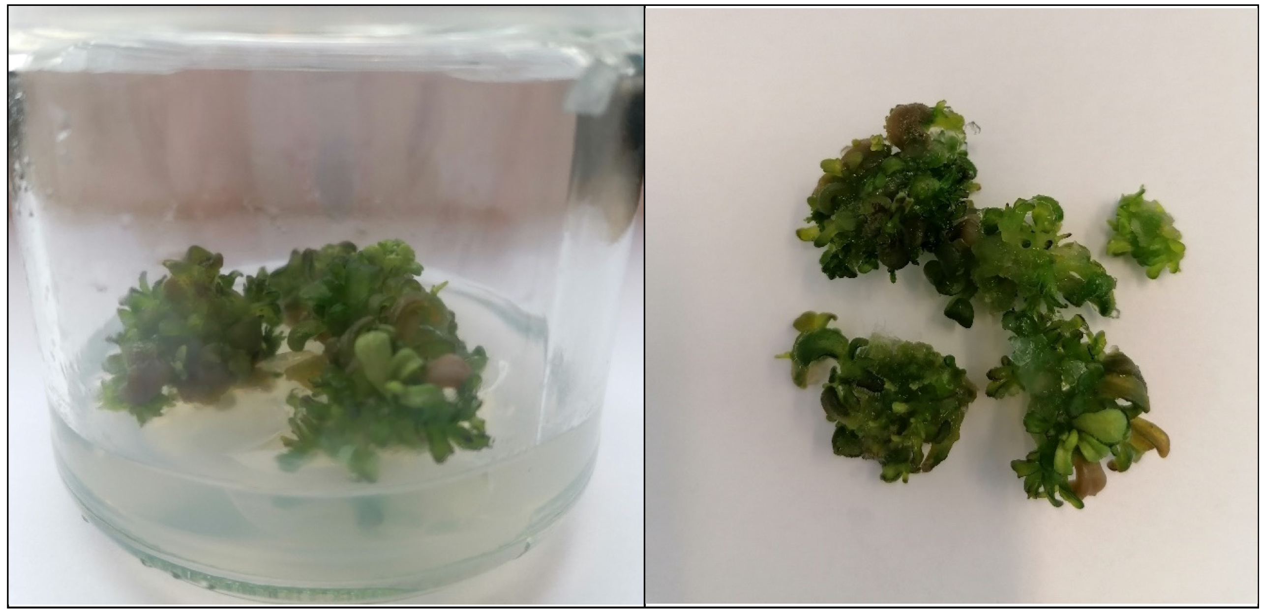 Applsci 15 10462 g002 Applsci 15 10462 g002