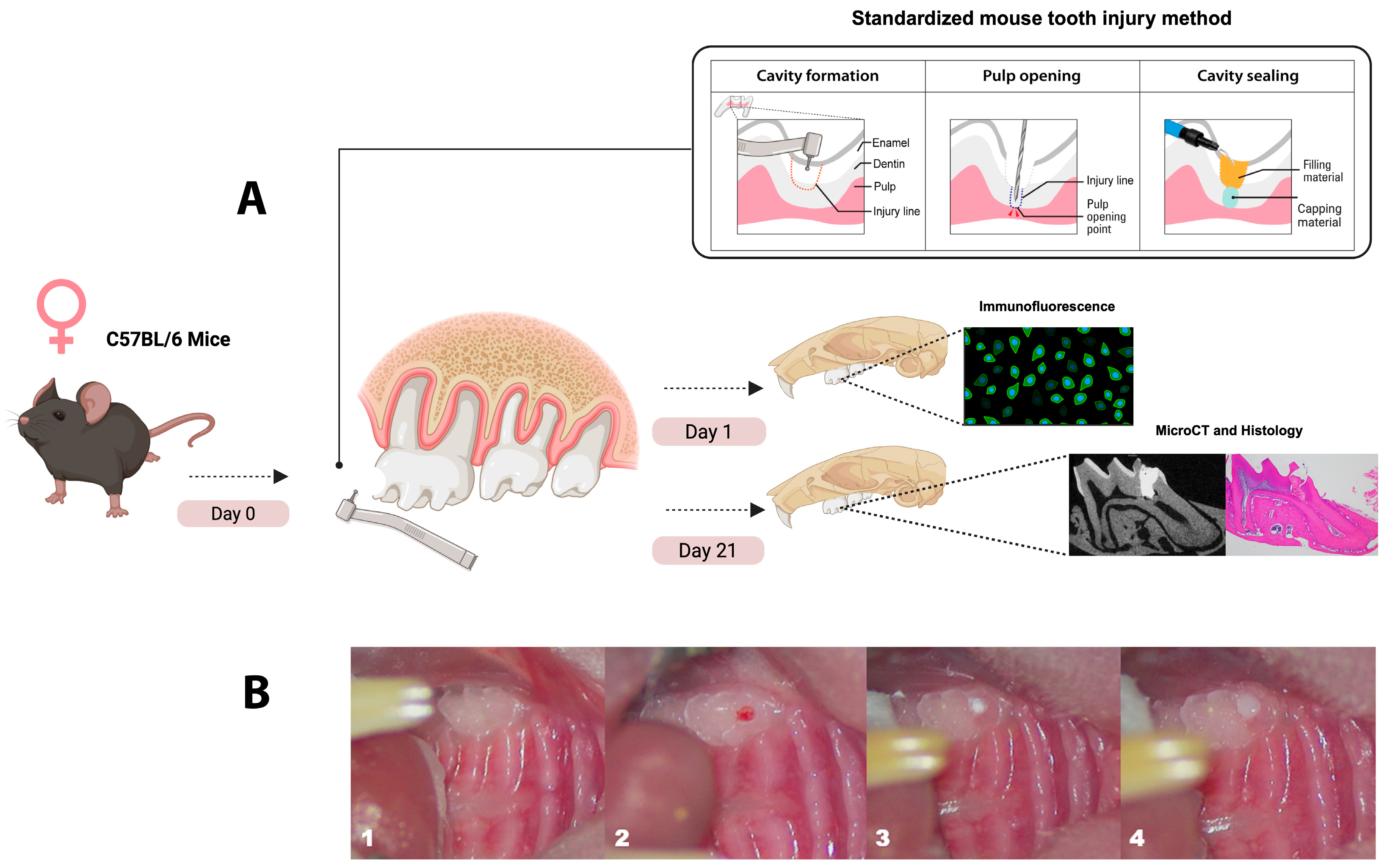 Applsci 15 10639 g001 Applsci 15 10639 g001