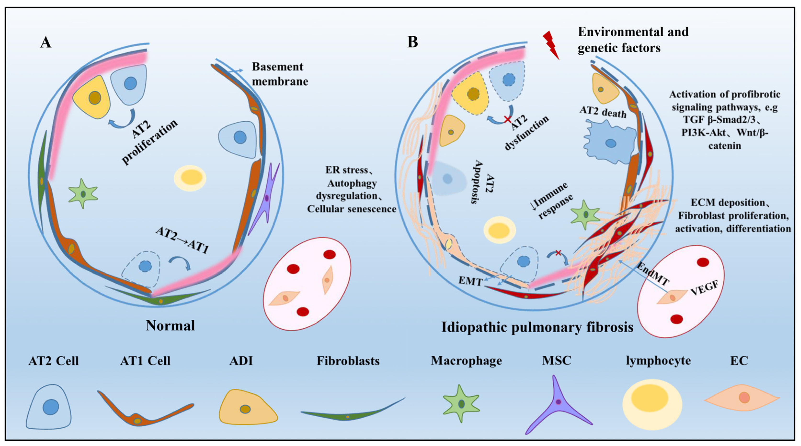 Frontiers  Fibrocytes: A Critical Review and Practical Guide