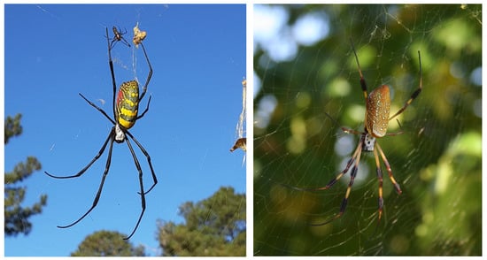 Spiders Get Information From the Vibrations of Their Webs, Smart News