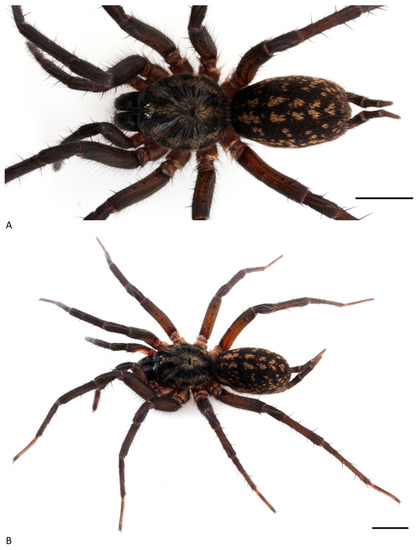 Red and Black Spider  Biodiversity of the Western Volcanic Plains