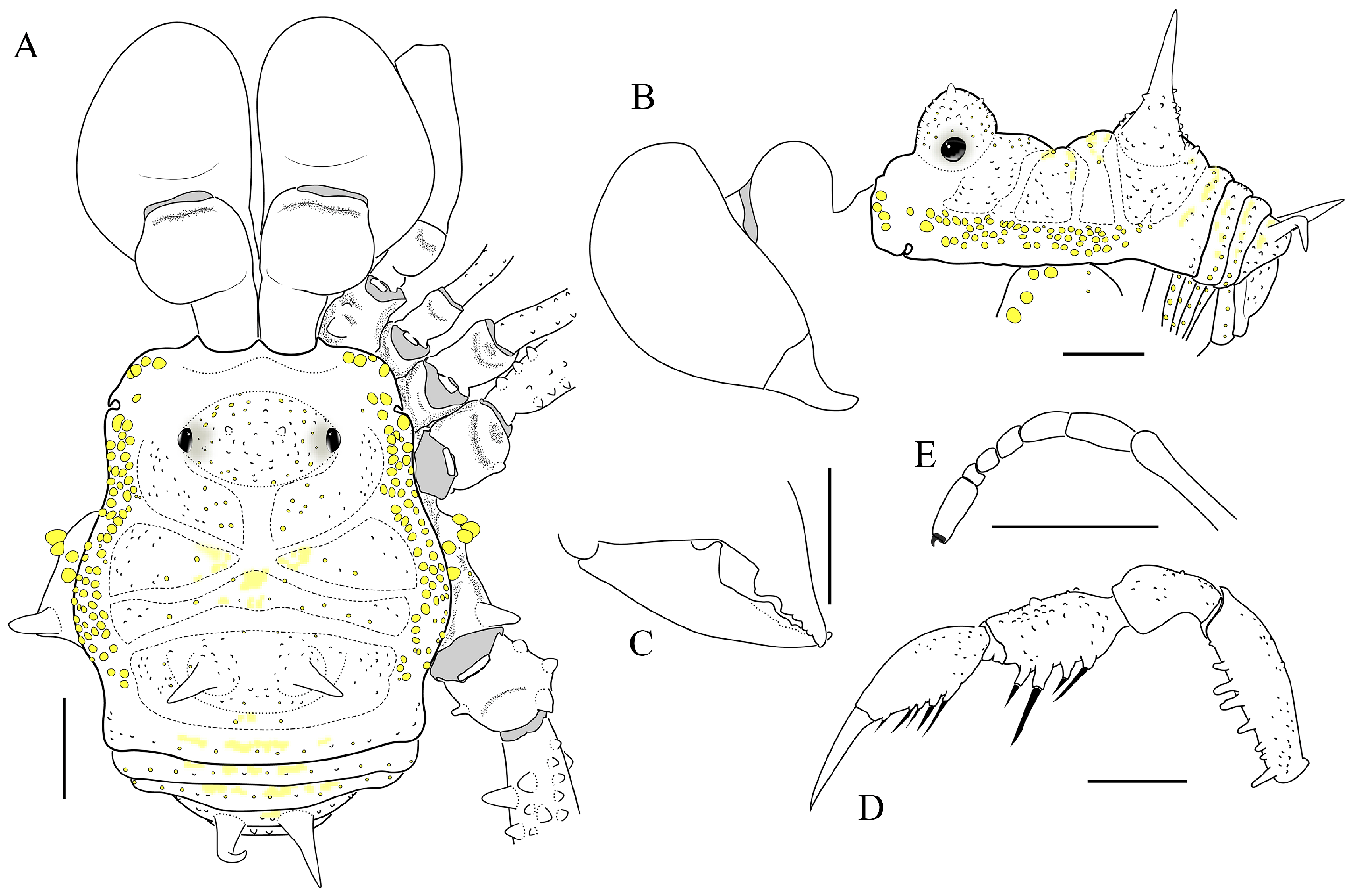 Arthropoda 01 00021 g002 Arthropoda 01 00021 g002