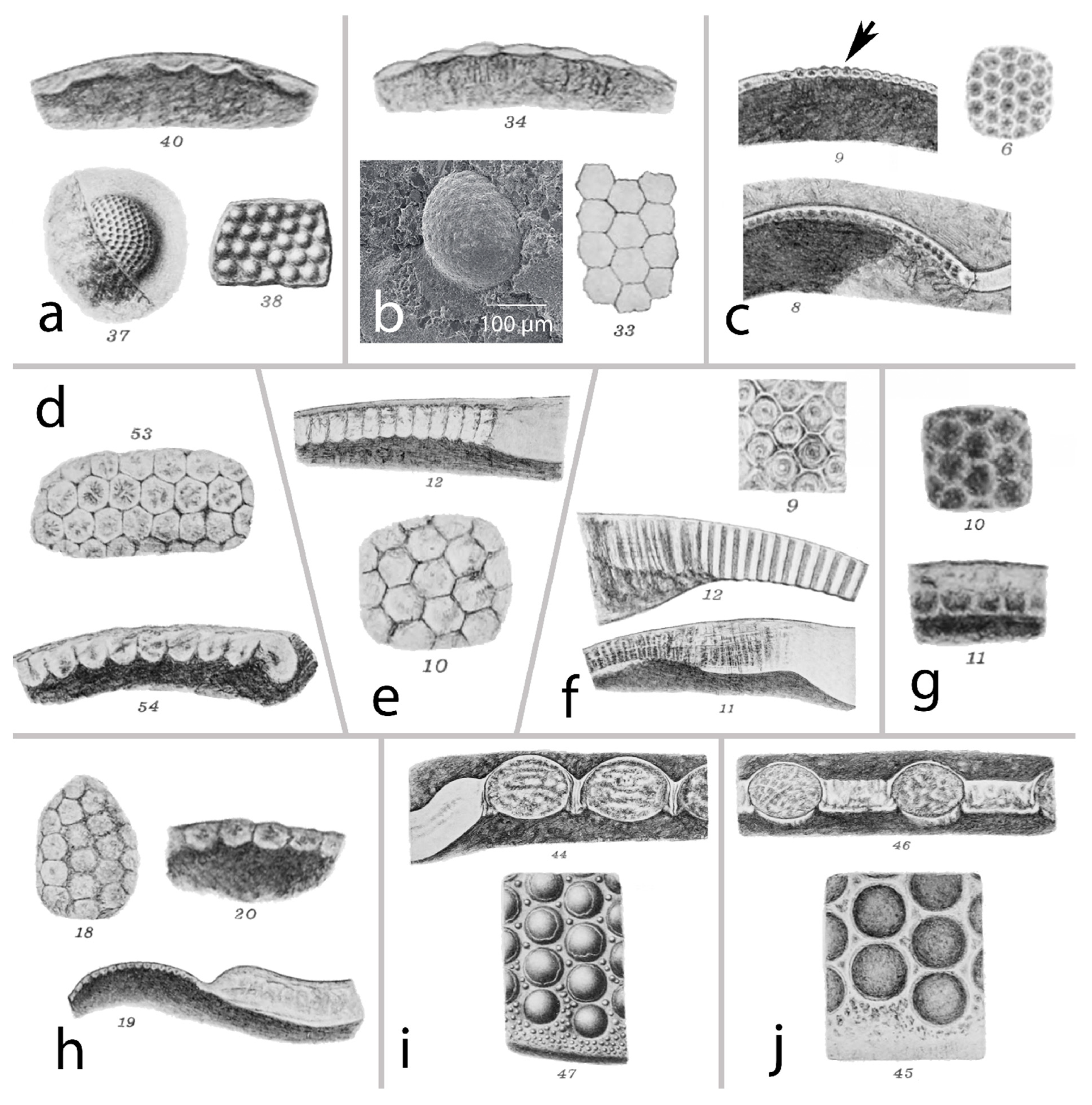 Arthropoda 03 00003 g001 Arthropoda 03 00003 g001