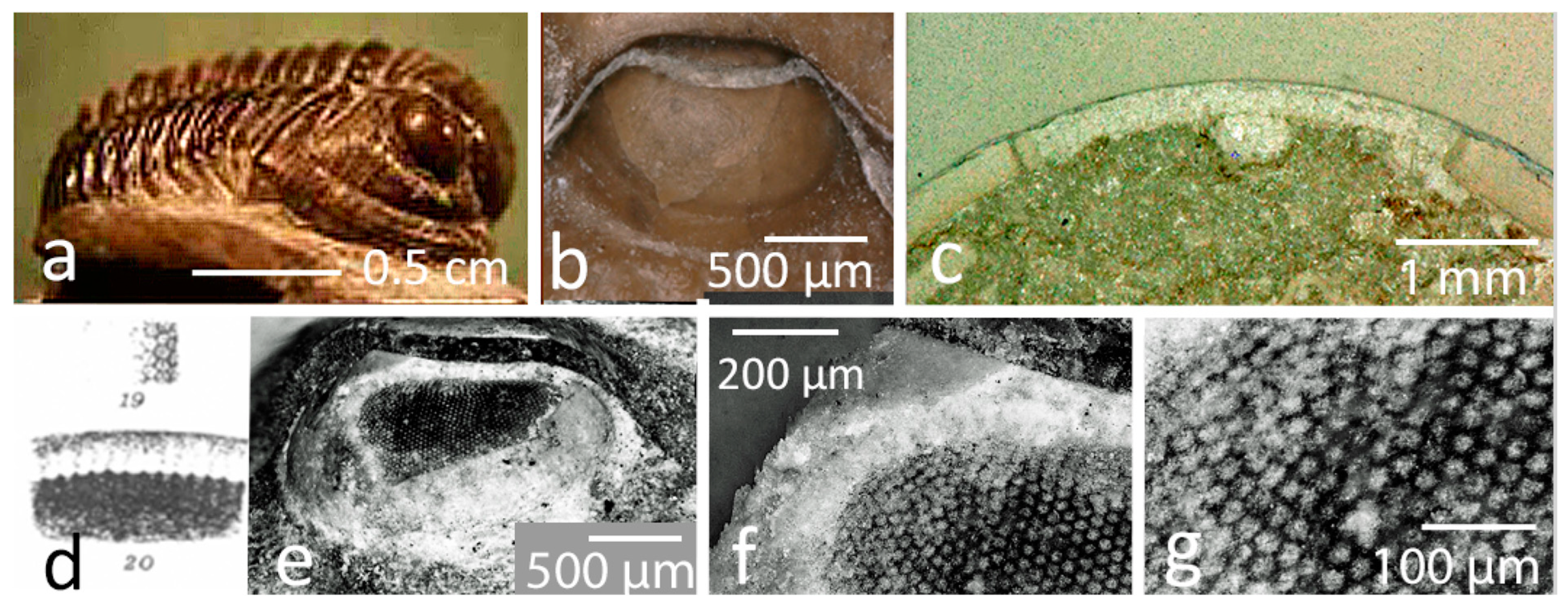 Arthropoda 03 00003 g003 Arthropoda 03 00003 g003
