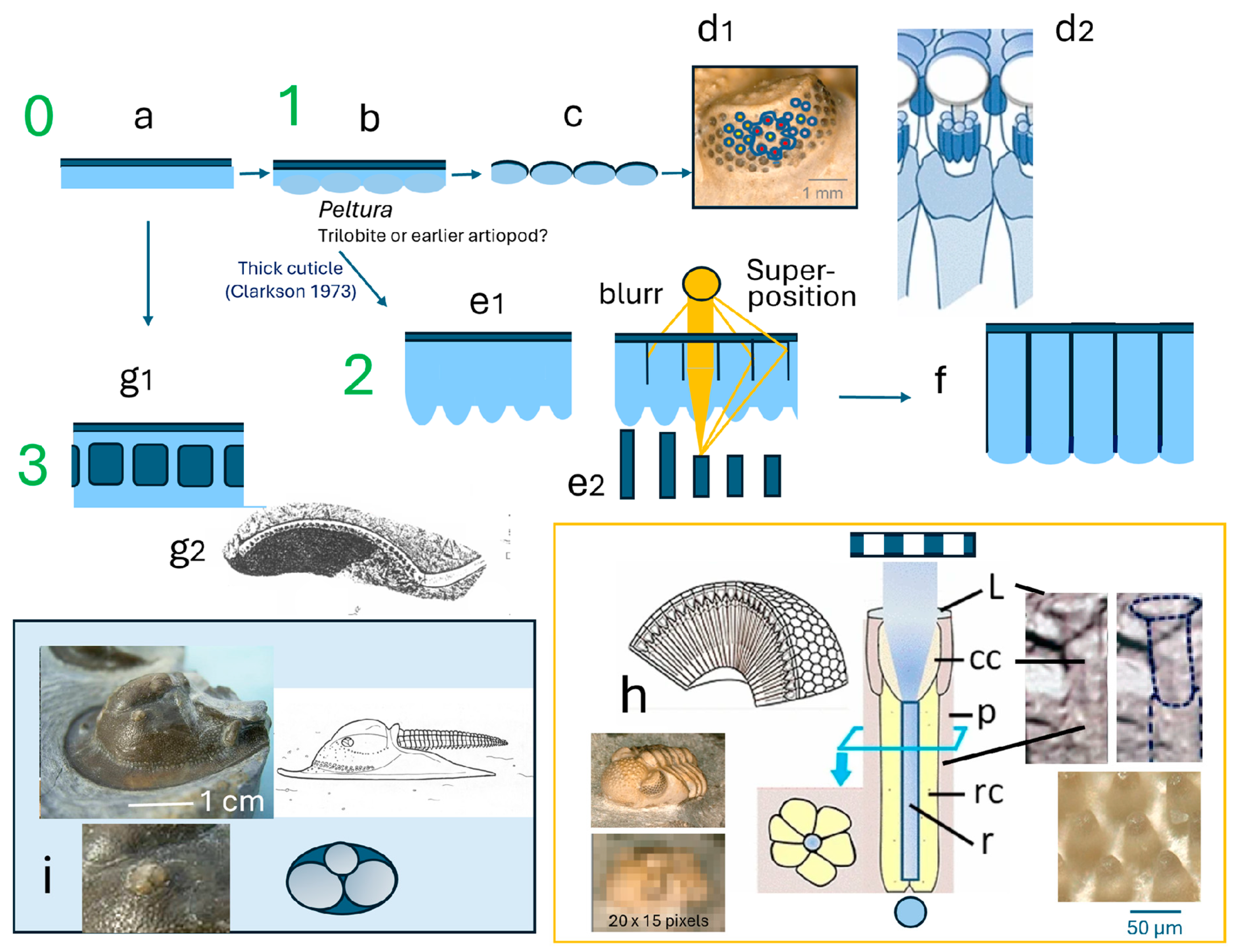Arthropoda 03 00003 g005 Arthropoda 03 00003 g005