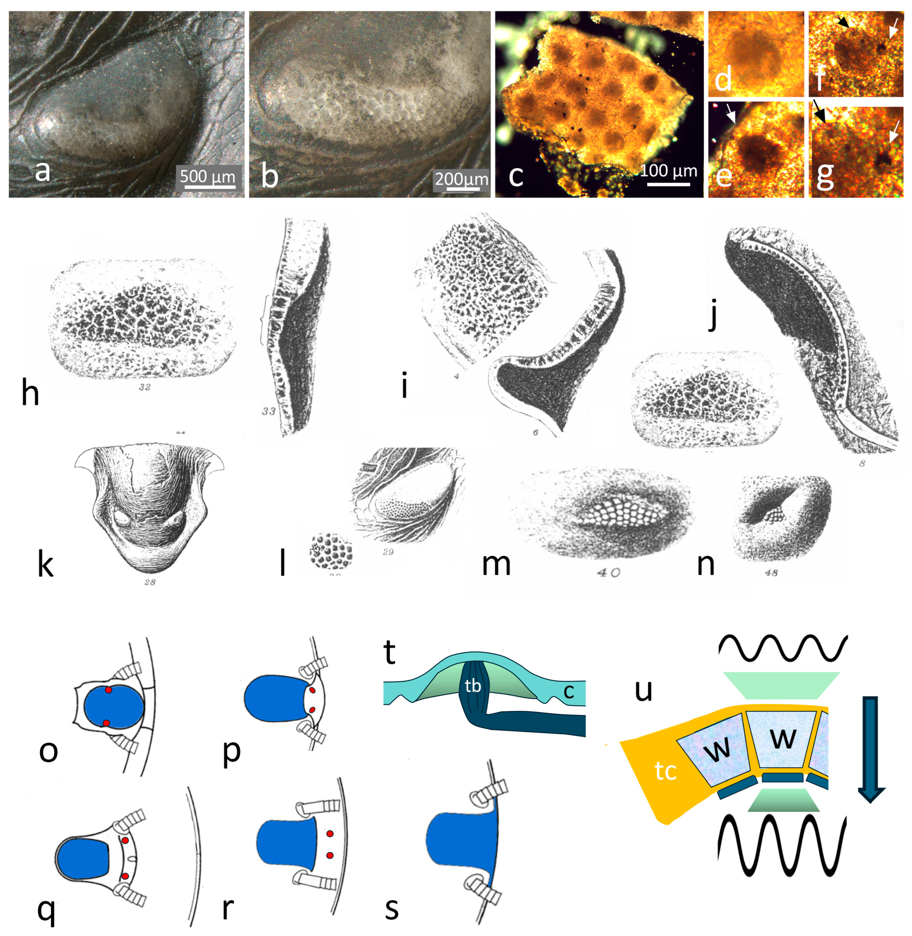 Arthropoda 03 00003 g007 Arthropoda 03 00003 g007