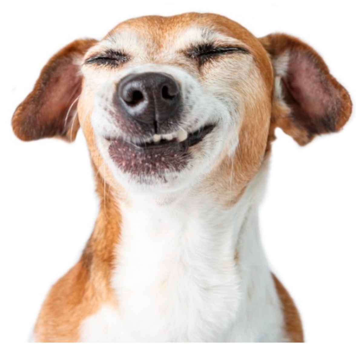 why do dogs smile when theyre guilty