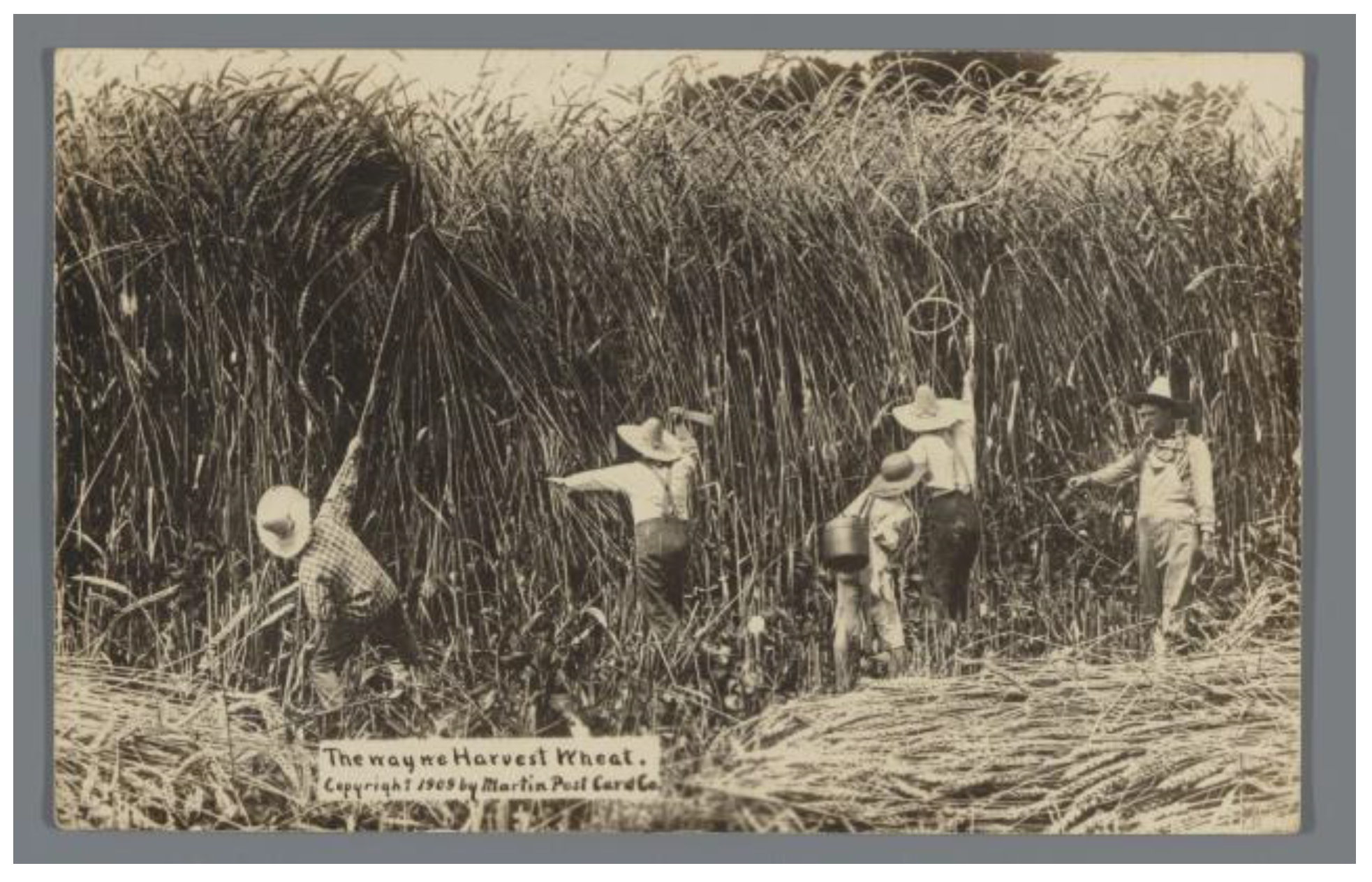 Great Sport Fishing Here Exaggeration Postcard