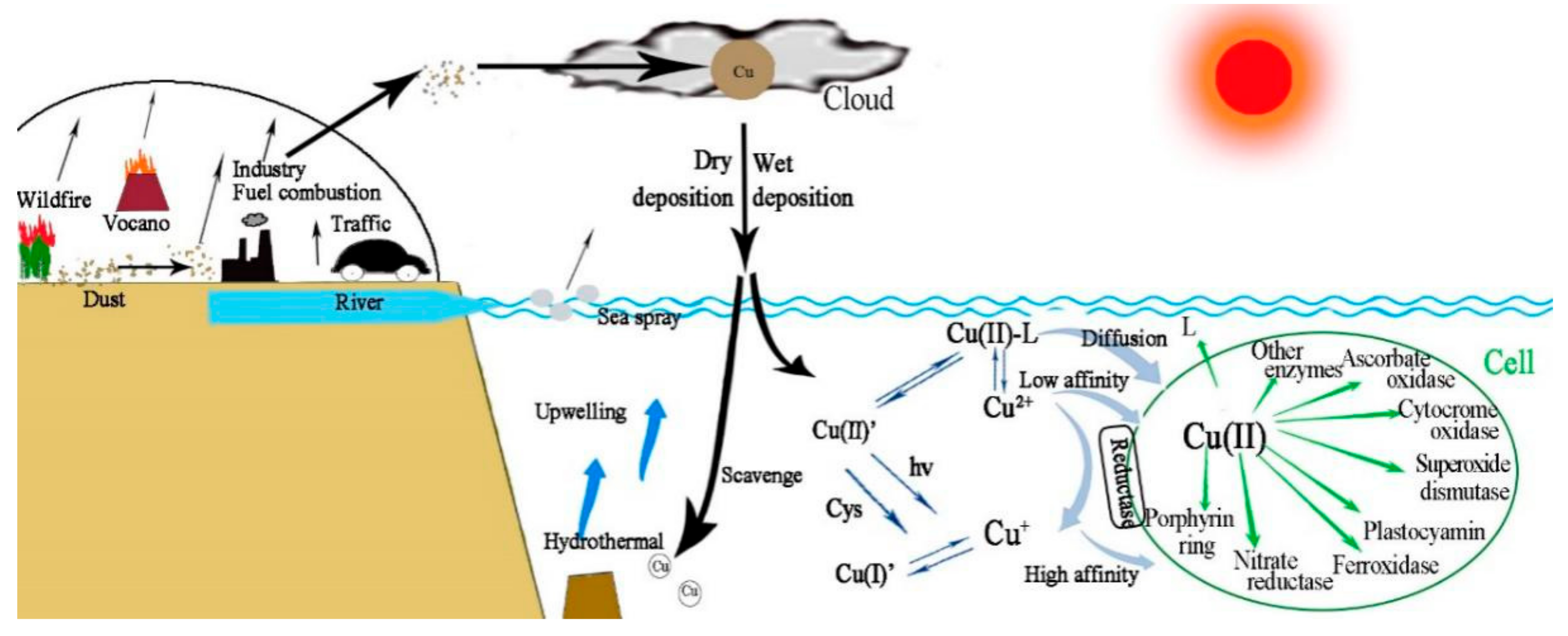 Atmosphere | Free Full-Text | Impacts of Aerosol Copper on Marine  Phytoplankton: A Review | HTML