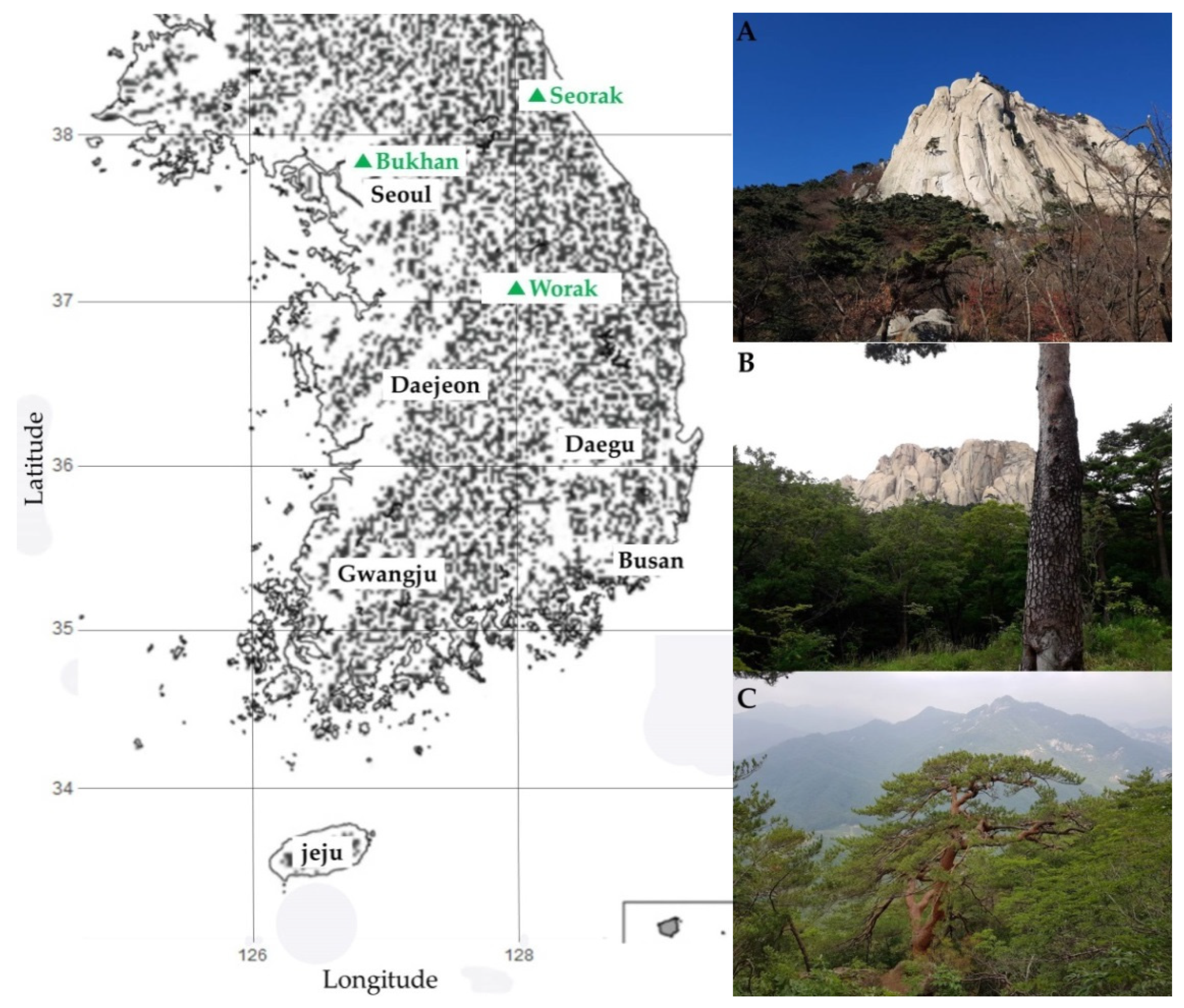 Tree-ring width (a), annual mean vessel area (b), annual mean KH (c)