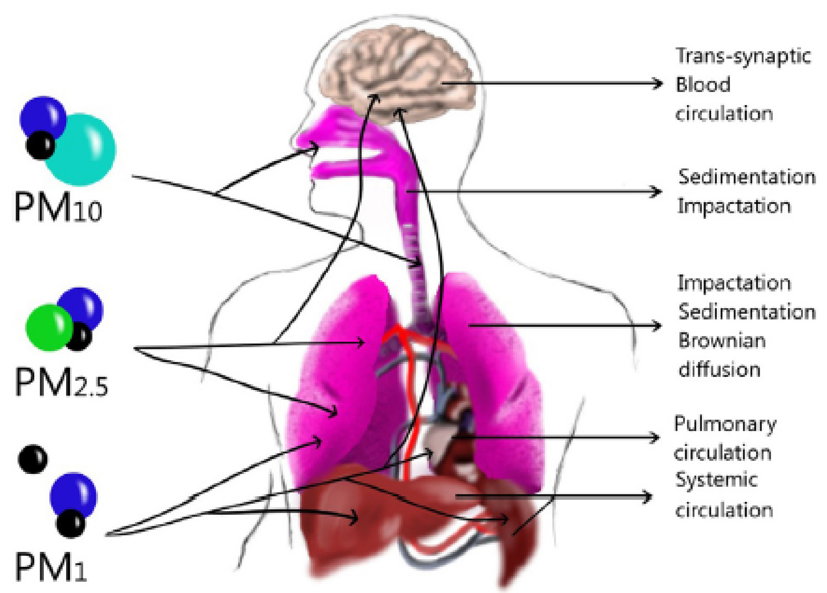 What is PM2.5 particulate matter?