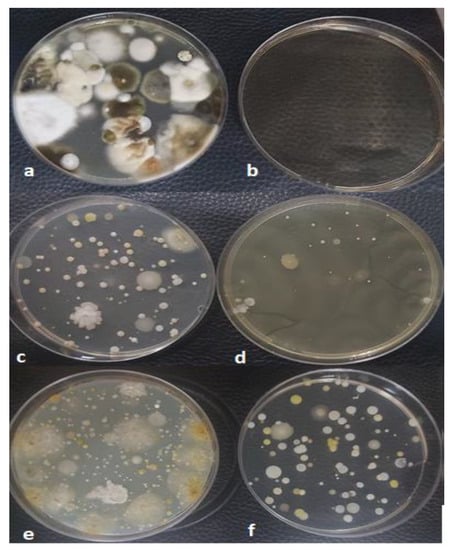 Enhancing the Preparation of Microbial Culture Plates: The Essential  Contribution of Cleanroom Environments