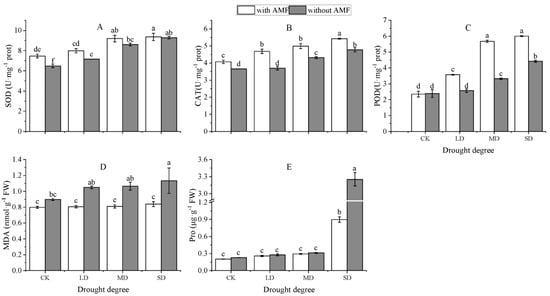 Drought stress affects on growth, water use efficiency, gas exchange and  chlorophyll fluorescence of Juglans rootstocks