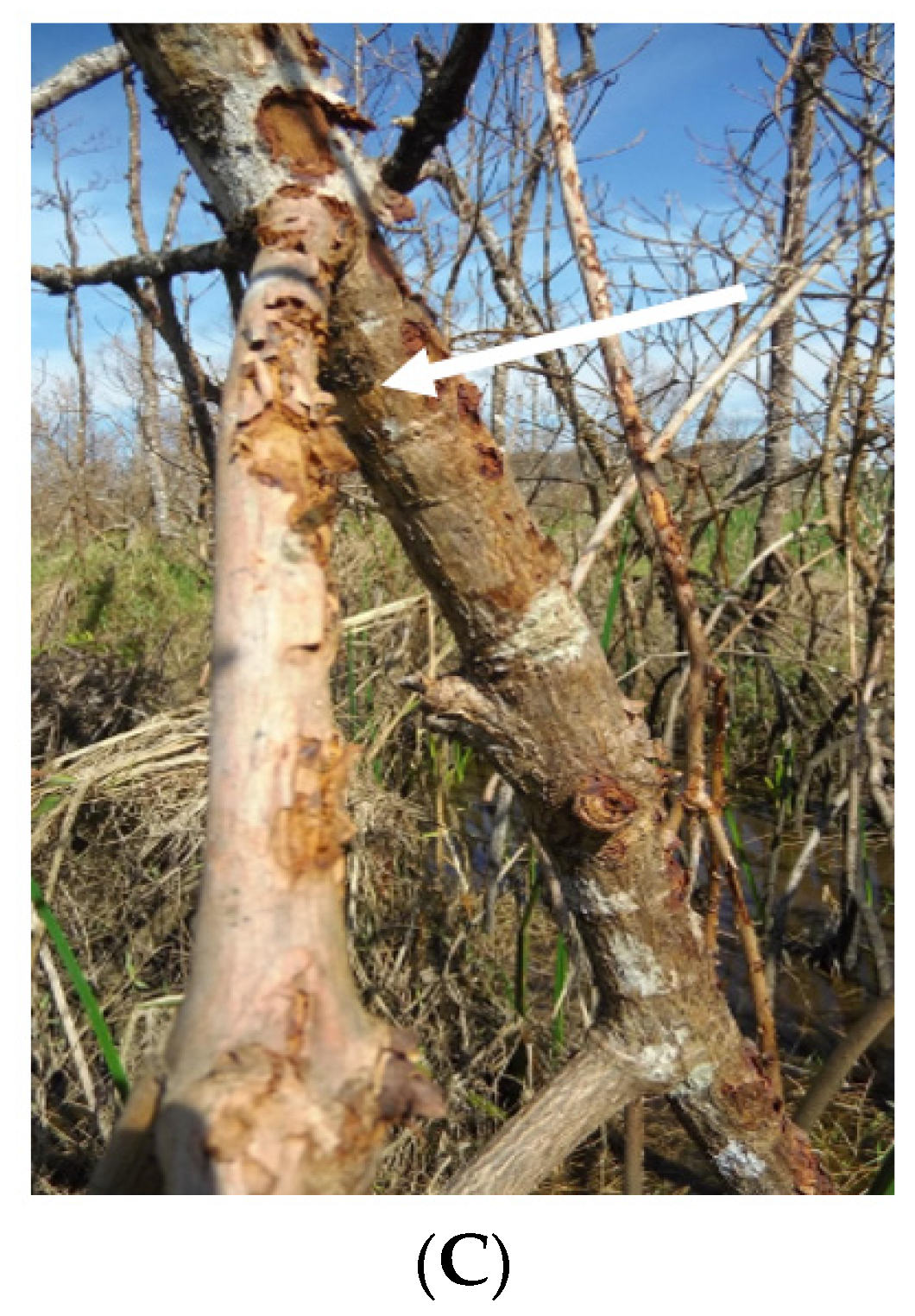 Atmosphere 14 01195 g009b Atmosphere 14 01195 g009b