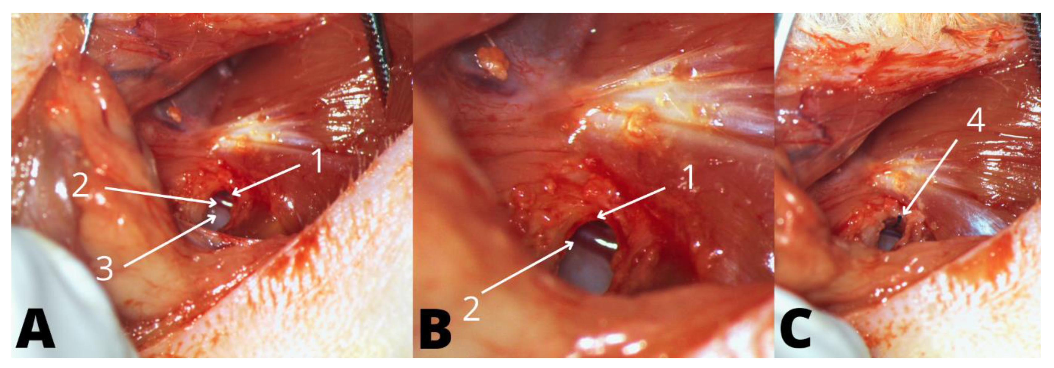 Audiolres 12 00047 g001