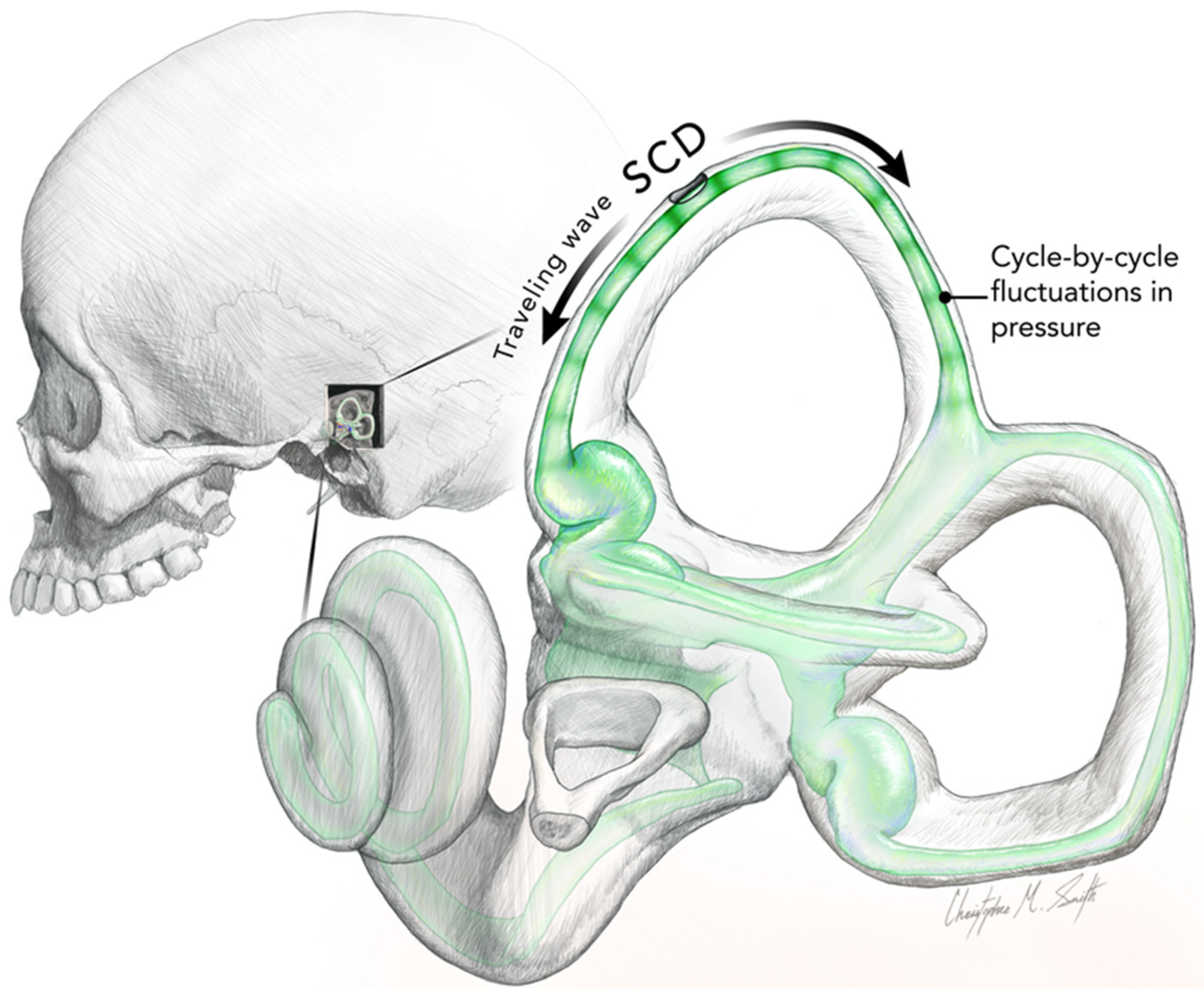 Audiolres 13 00037 g003 Audiolres 13 00037 g003