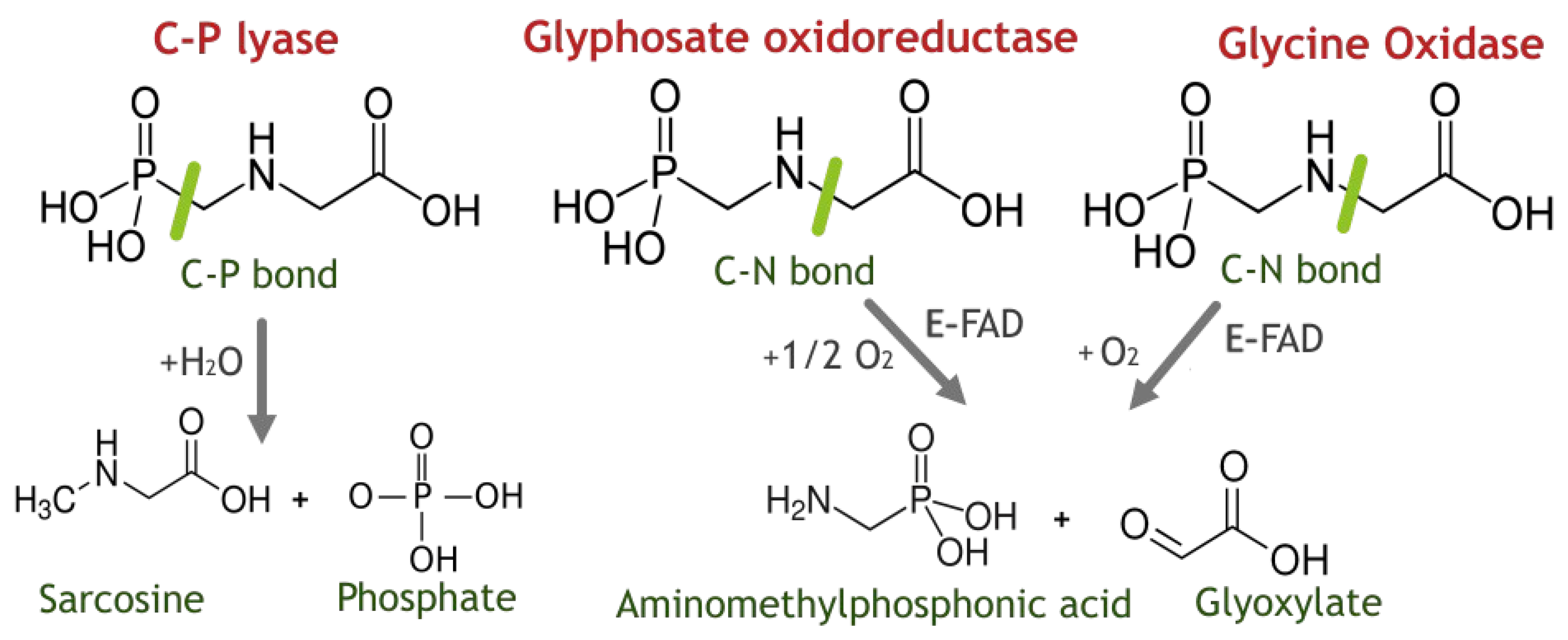 Bacteria 03 00021 g001 Bacteria 03 00021 g001