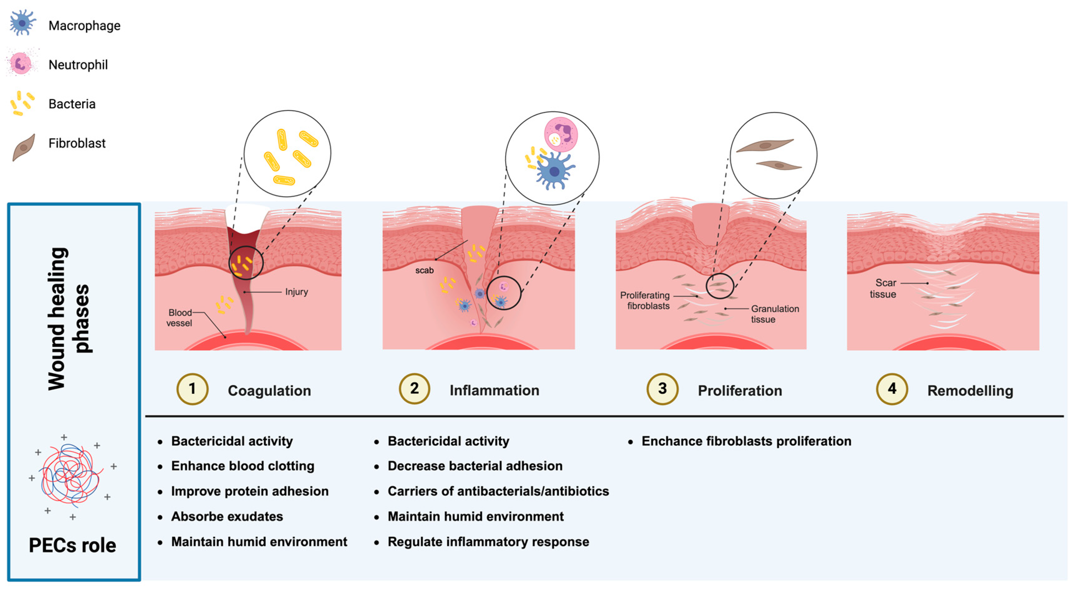 Bacteria 03 00031 g001