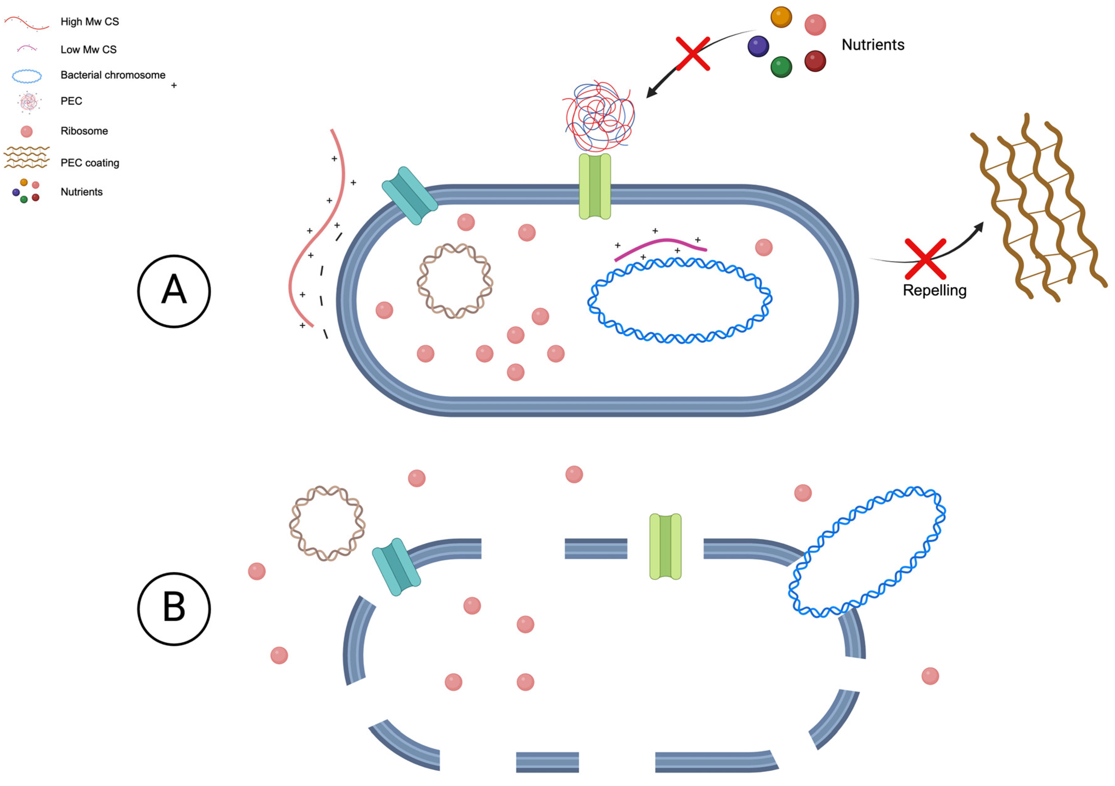 Bacteria 03 00031 g002