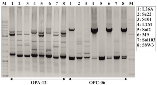 Beverages | Free Full-Text | Oenological Potential of Autochthonous  Saccharomyces cerevisiae Yeast Strains from the Greek Varieties of  Agiorgitiko and Moschofilero